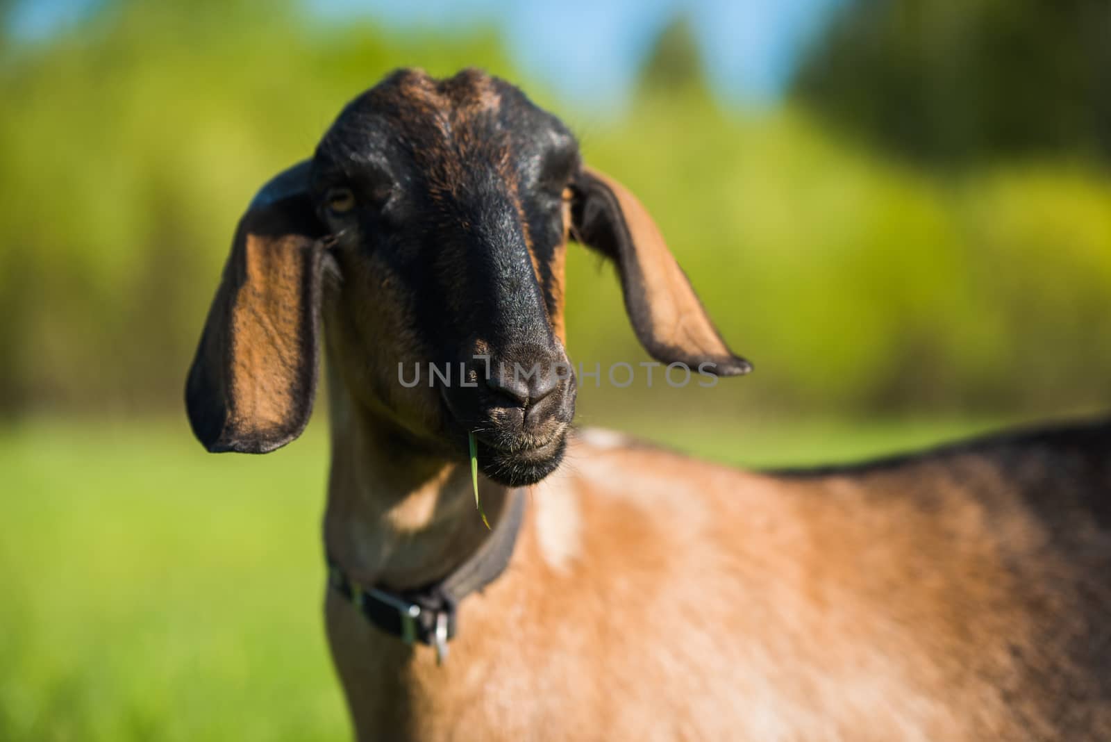 south african boer goat or goatling doeling portrait on nature outdoor