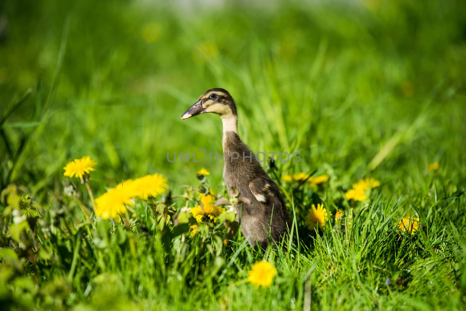 little domestic gray duckling sitting in green grass by infinityyy