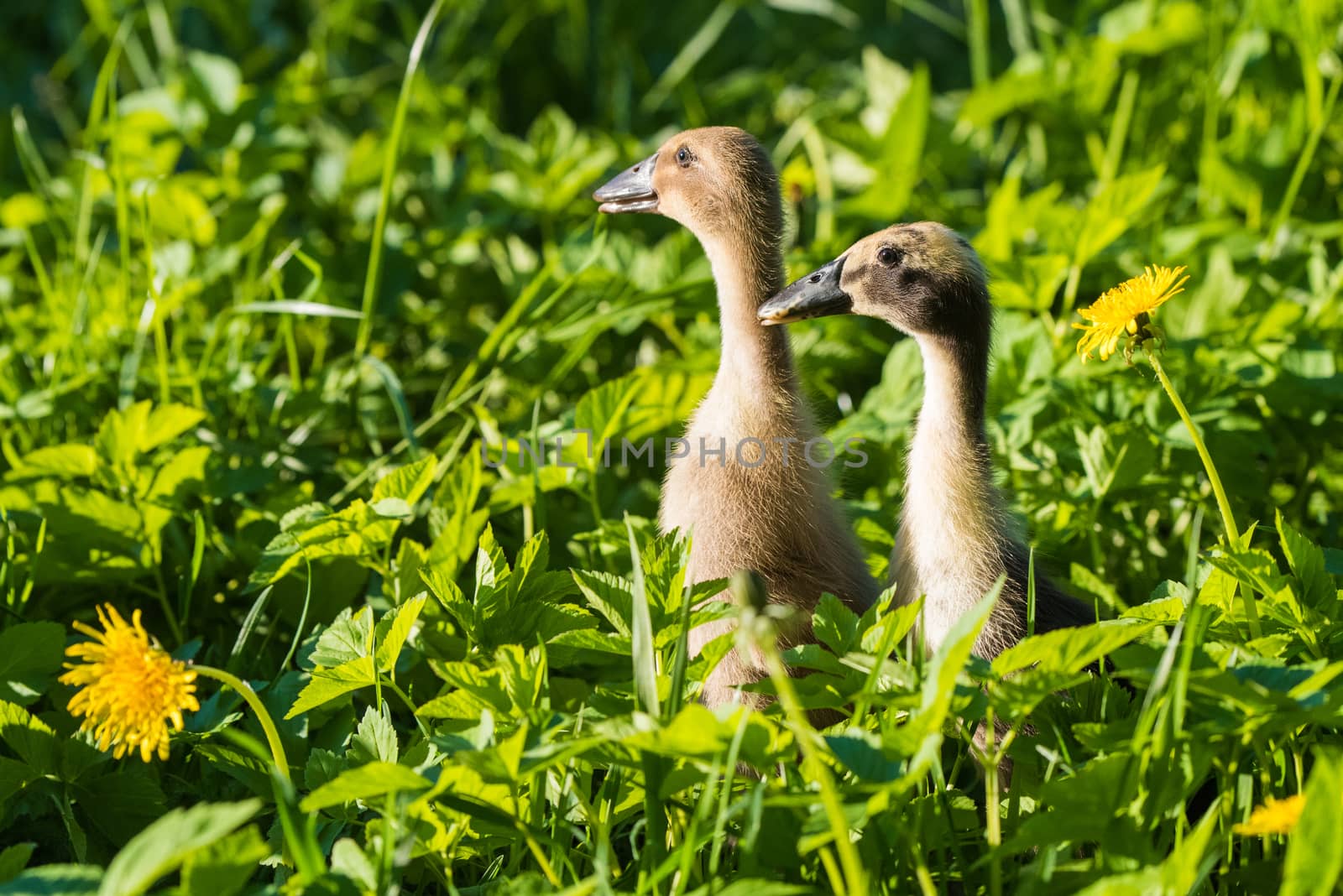 Two little domestic gray duckling in green grass by infinityyy