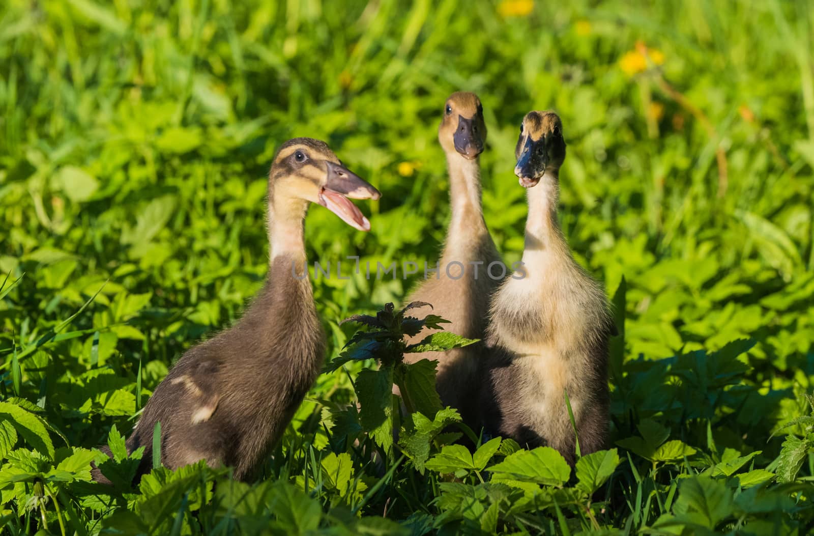 Three Little domestic gray duckling sitting in green grass.