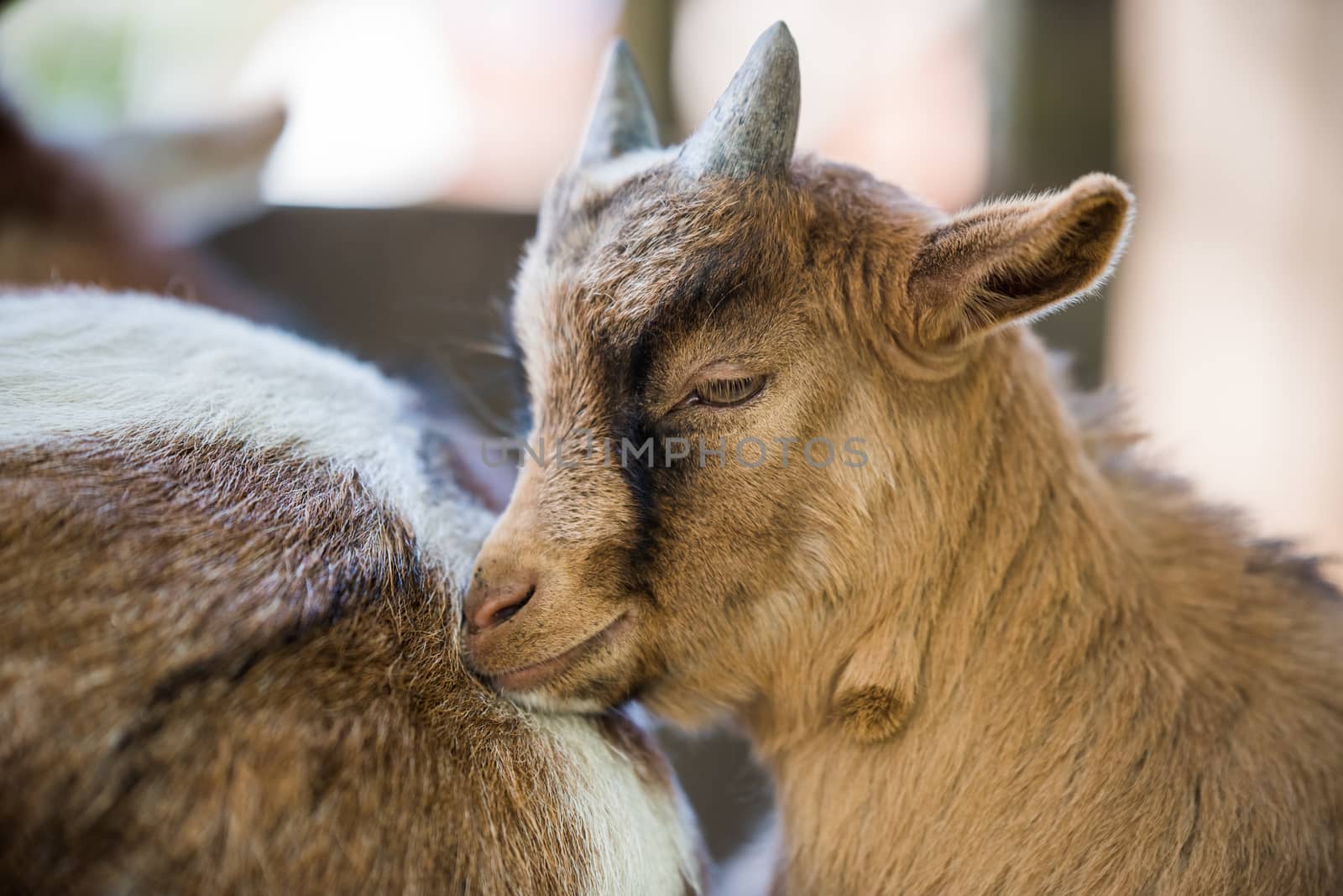 Mother goat and her little baby goat resting outside on a farm