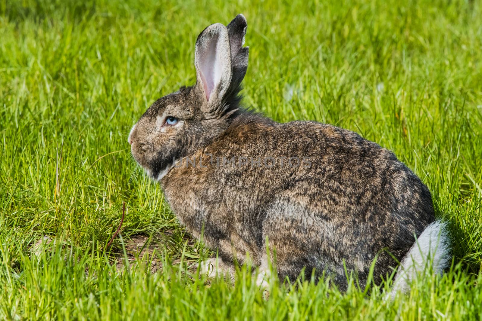 Gray bunny rabbit hare sitting on green grass. by infinityyy