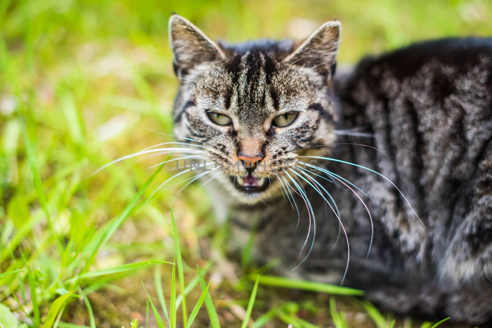 Gray tabby cat is crying. Cat on green grass