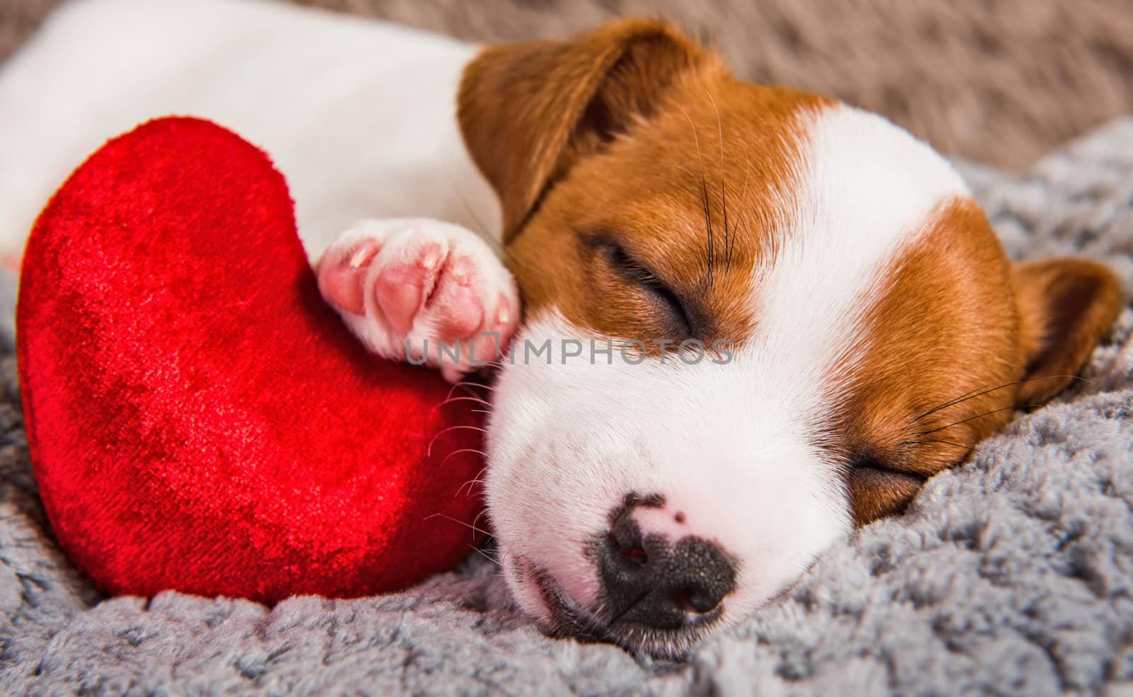 Jack Russell Terrier dog puppy are lying with red heart. Card on Valentine Day.