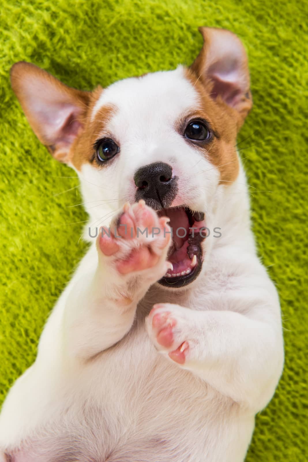 Playful Jack russell terrier puppy dog lying on its back on summer green background. Top down view.