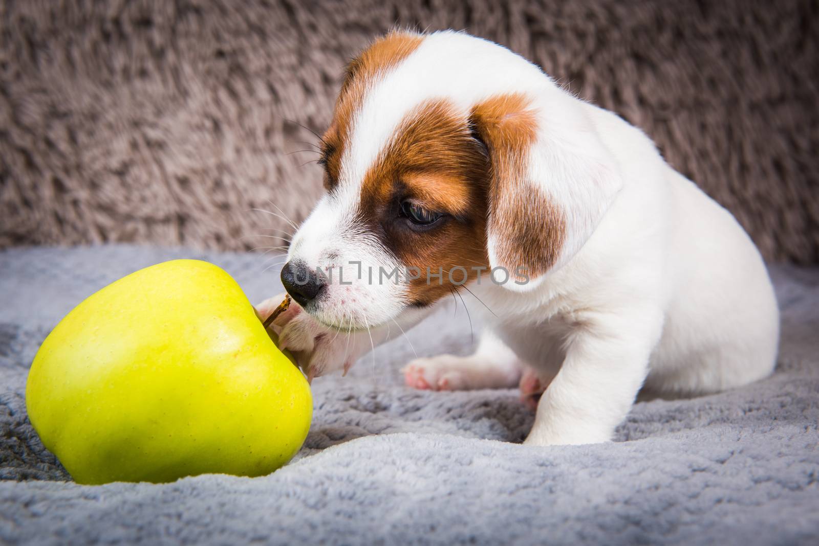 Funny Jack Russell Terrier dog puppy are lying with yellow apple.