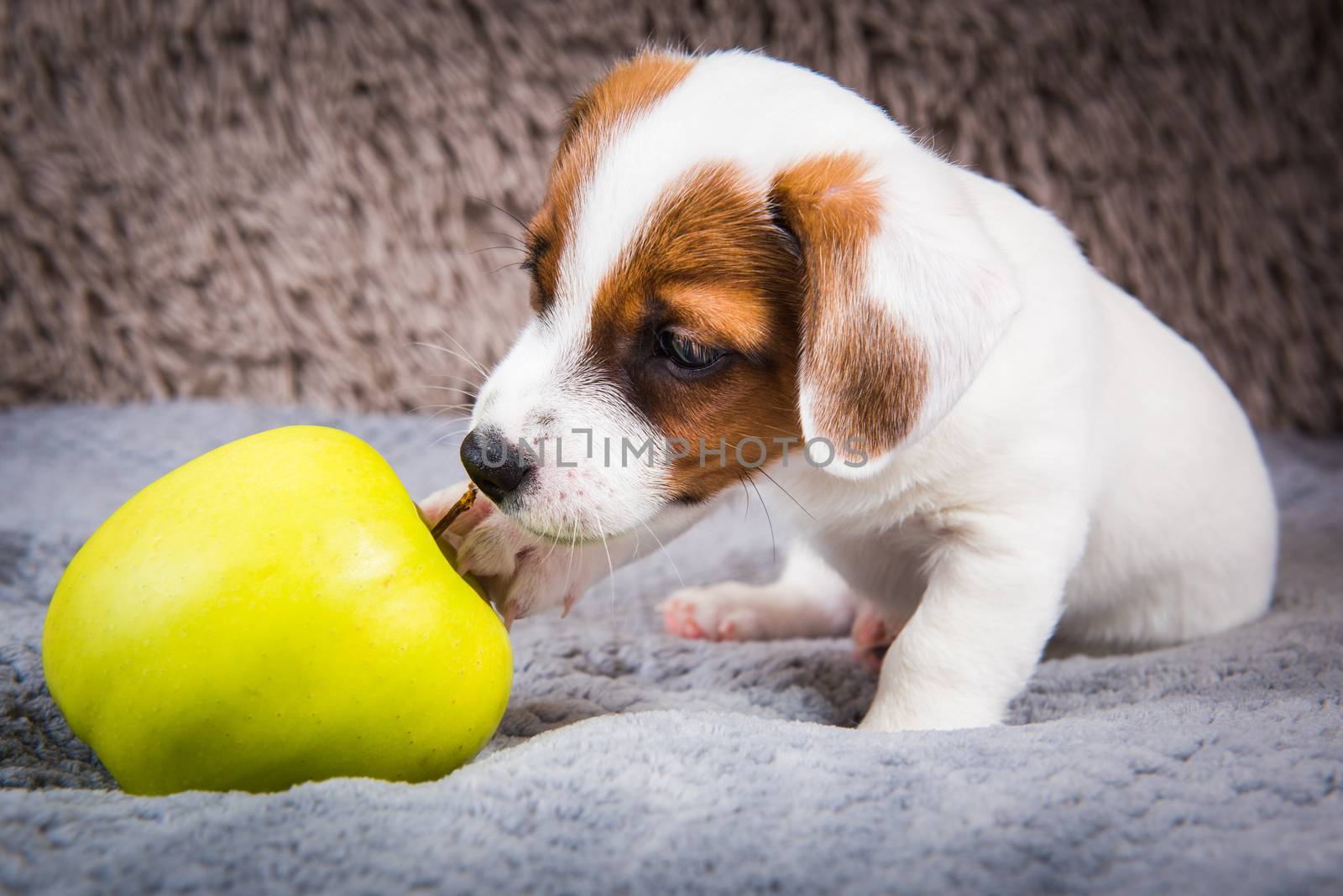 Jack Russell Terrier dog puppy and yellow apple by infinityyy