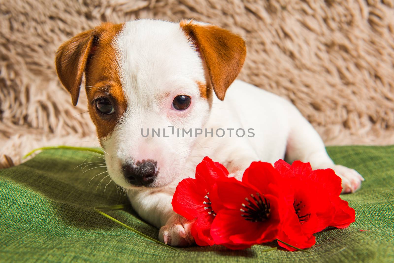 Jack Russell Terrier dog puppy are lying and flowers. Card on Valentine's Day.
