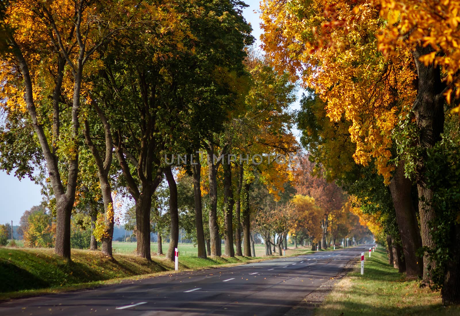 Paved asphalt road goes through forest with autumn trees in rural locality with concrete bollards. Sunny clear cloudless day without people and cars