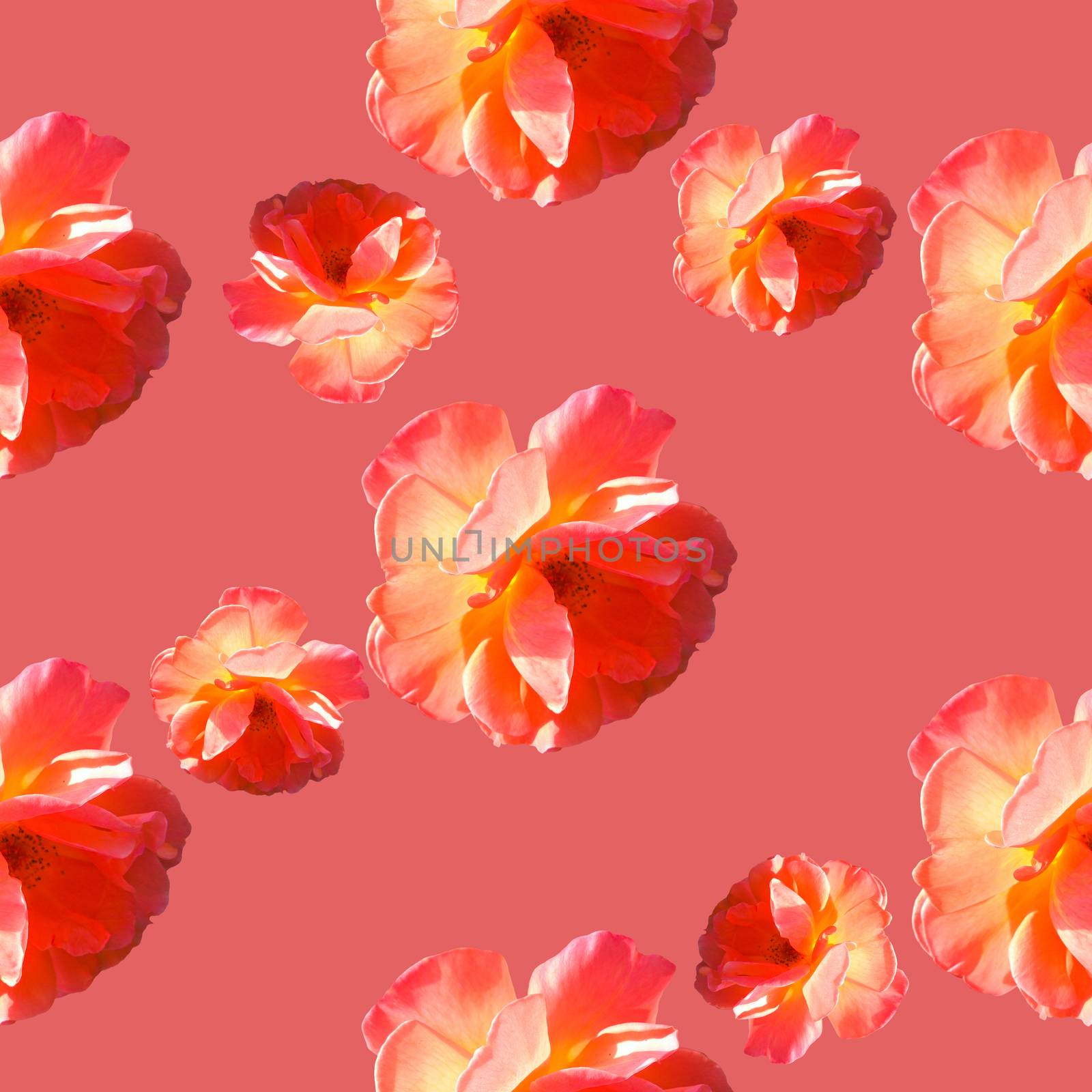 Seamless pattern with roses on a coral background. by LanaLeta