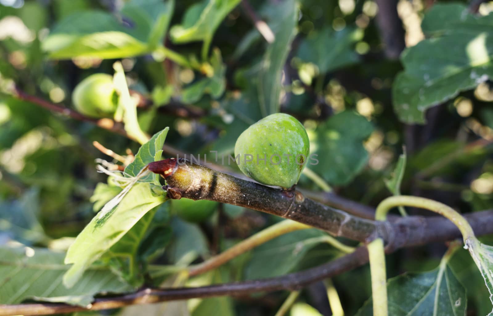 Beautiful fig tree with green unripe common fig on branch