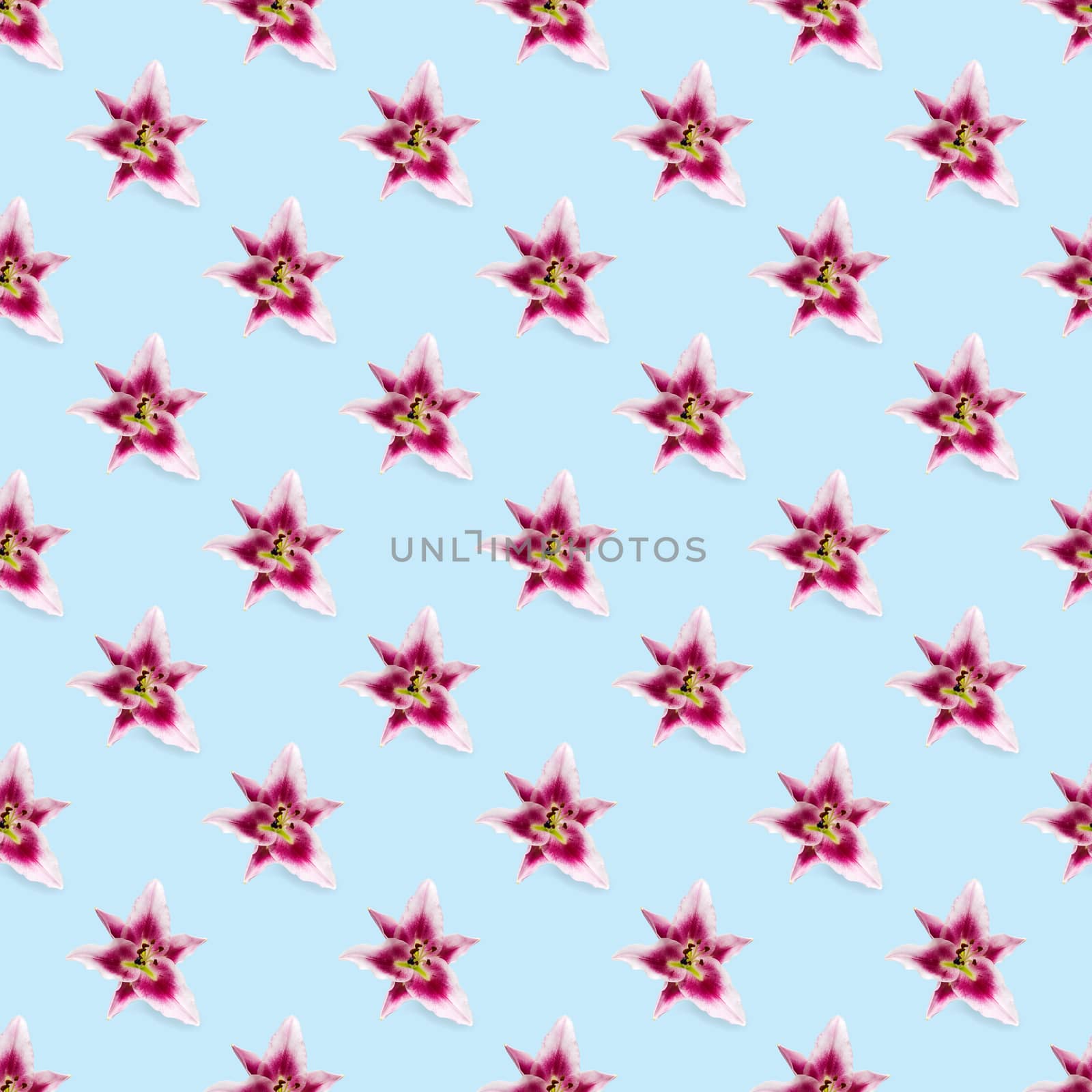 seamless pattern of pink Lily flower bloom. Pink lily flowers over blue background seamless texture. flat lay flower pattern