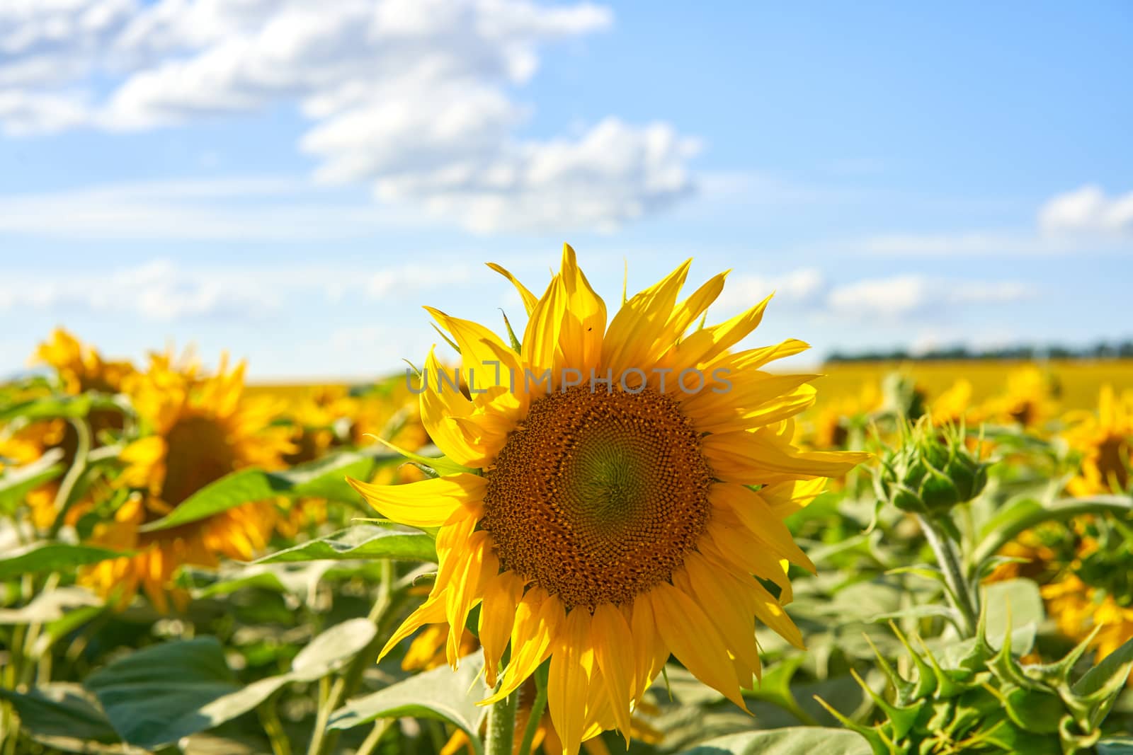 Sunflower agricultural field cloudy sky background by andreonegin
