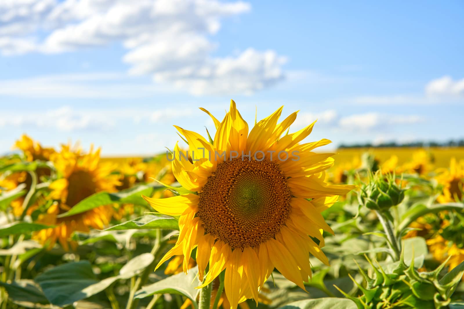 Sunflower agricultural field cloudy sky background Harvest season Summer