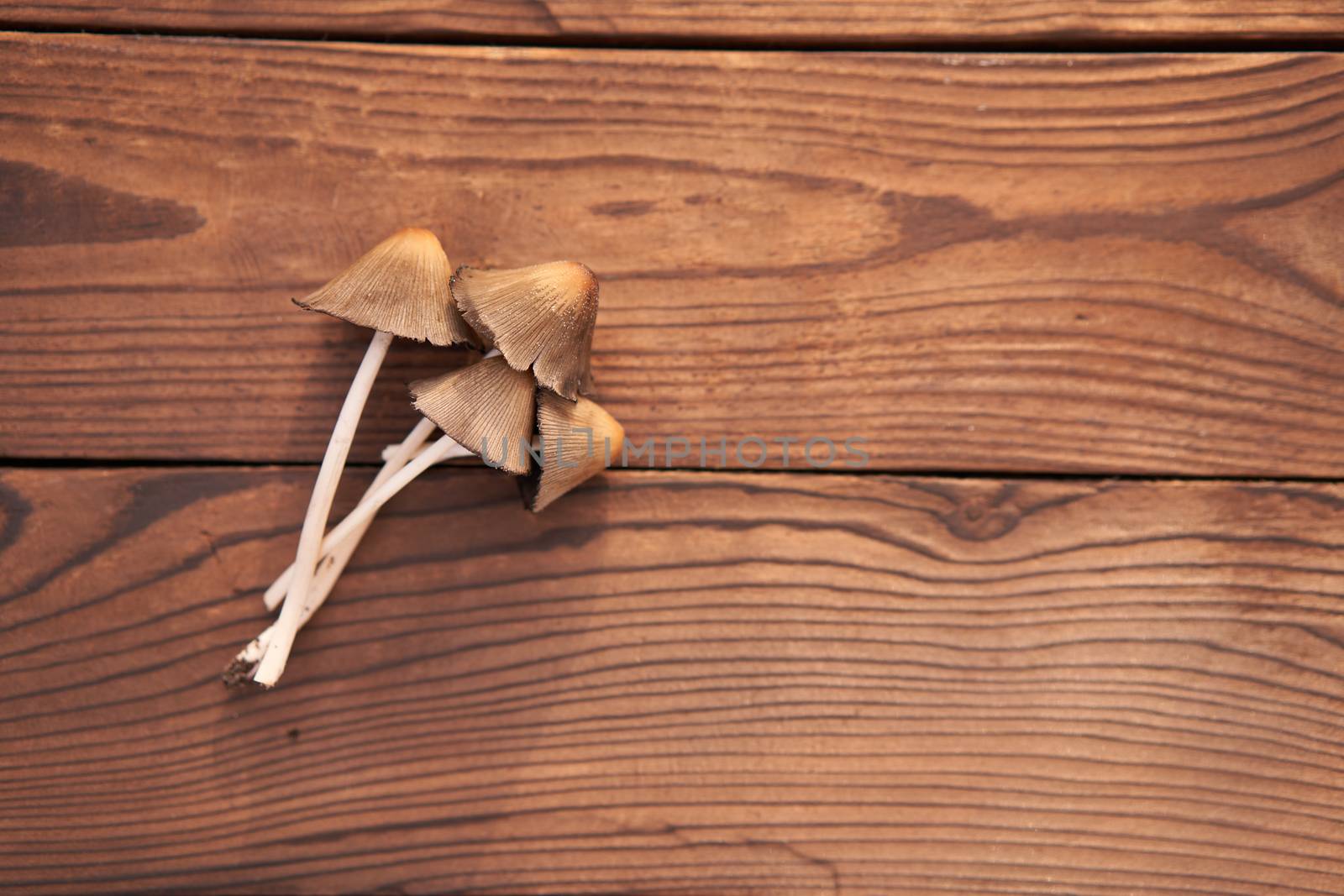 Toxic mushroom lies wooden table background Poison mushrooms do not eat. Season Drugs mycelium Free space for text