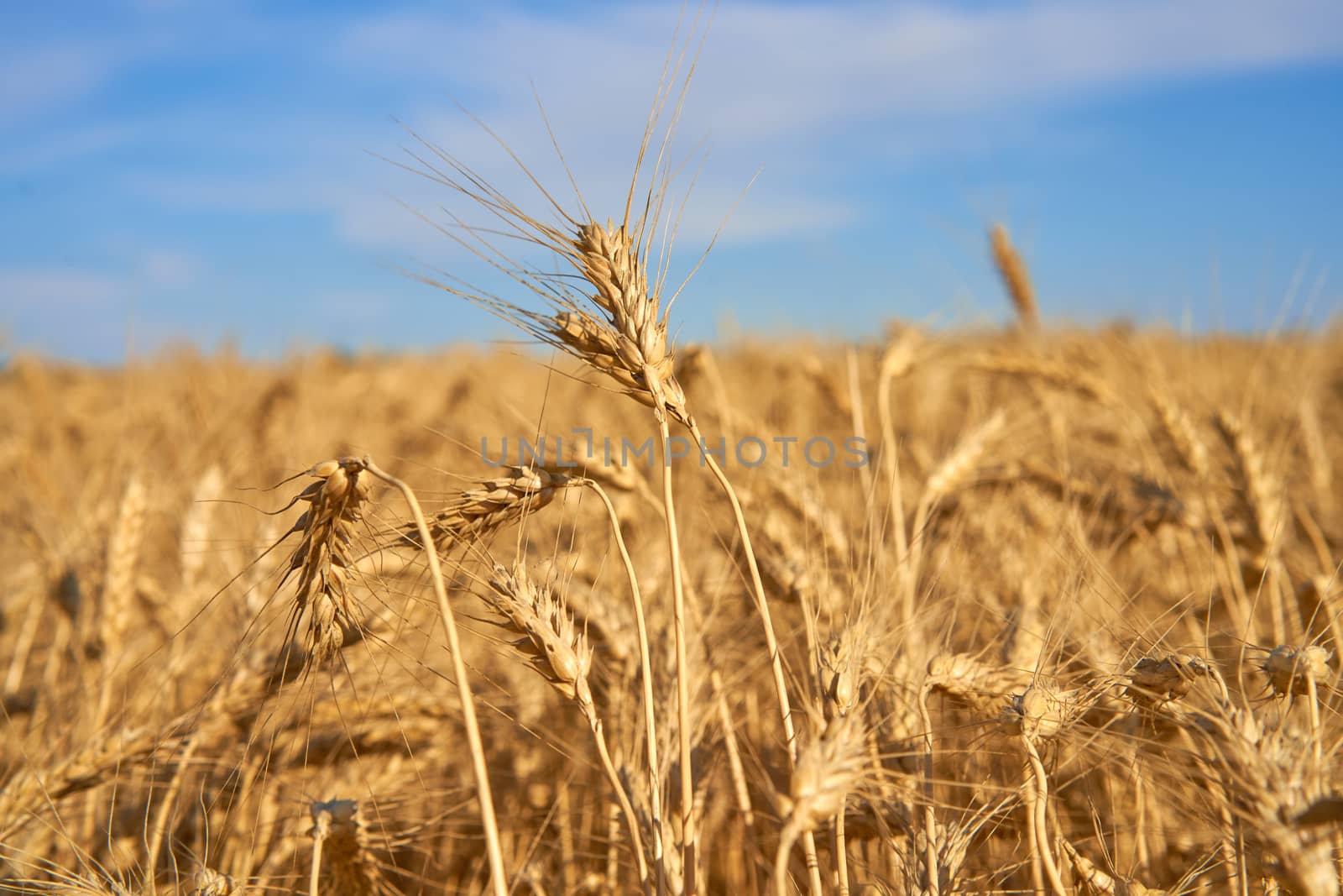 Wheat agricultural field with blue cloudy background Summer season harvesting