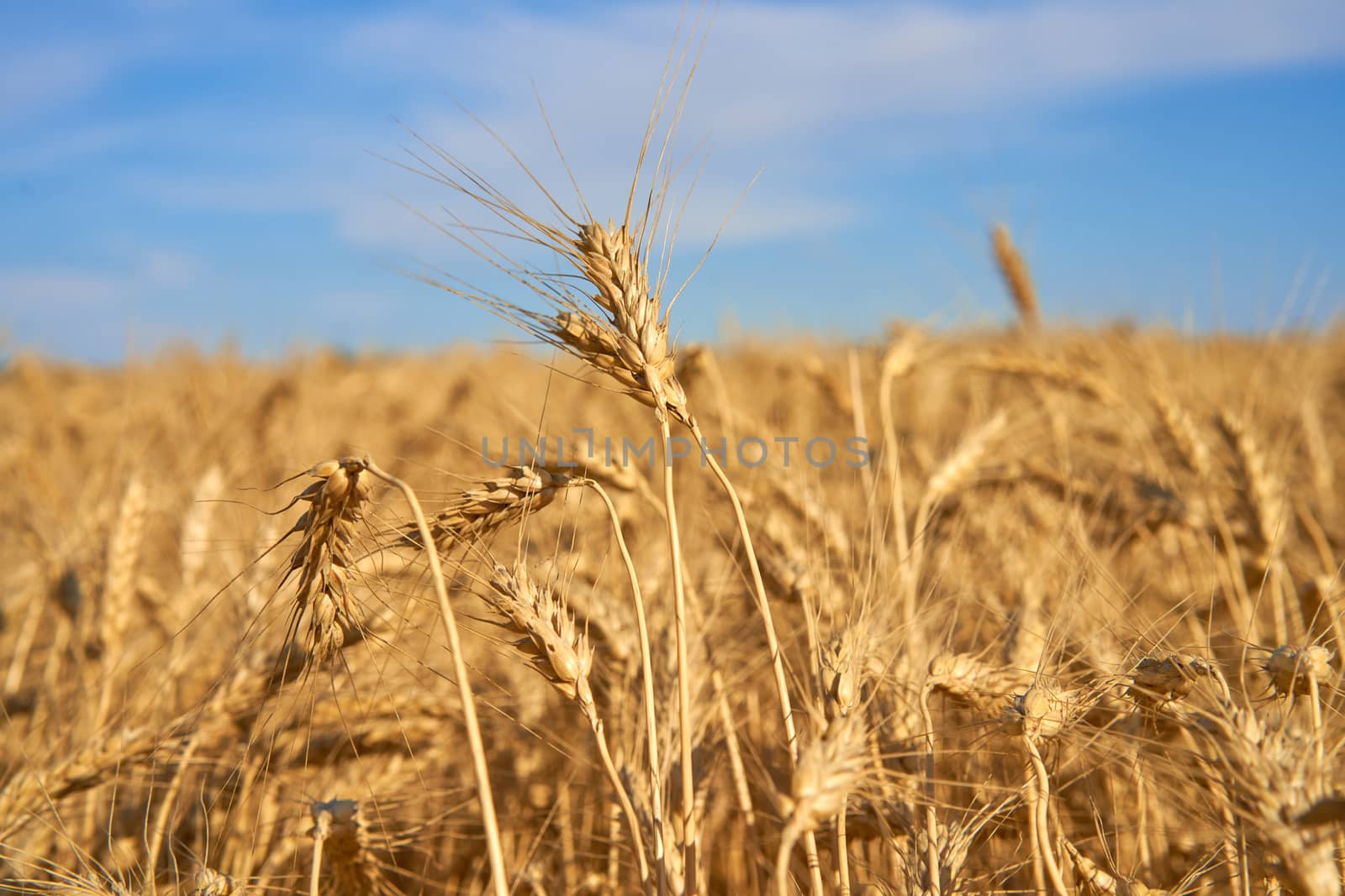 Wheat agricultural field with blue cloudy background by andreonegin