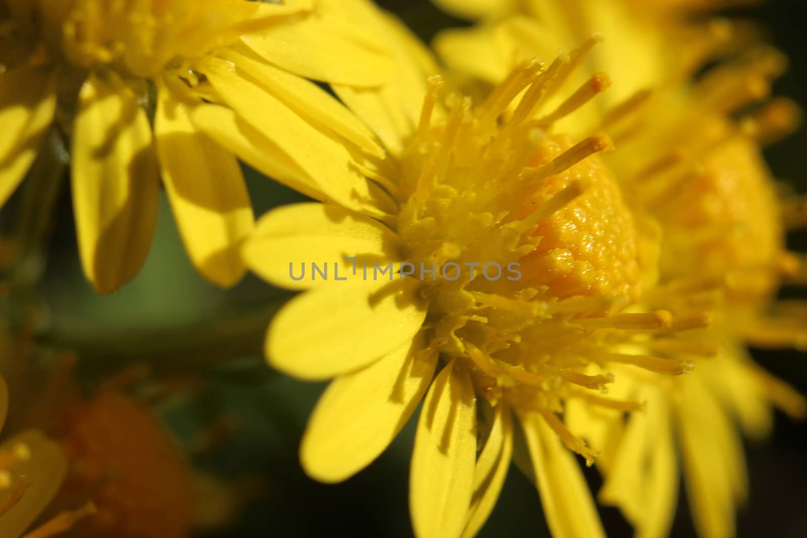 Close-up and macro photo with selective focus of marigold (calendula) flowers by Photochowk