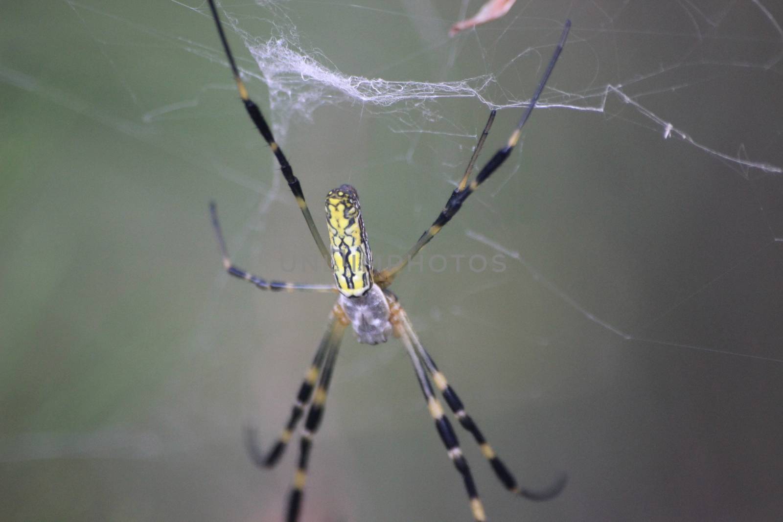 Closeup view with selective focus on a giant Spider and spider webs by Photochowk