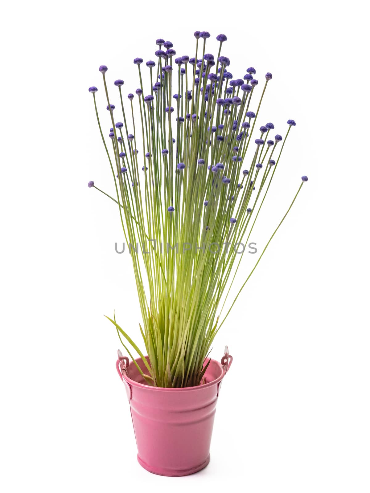 The Lachnocaulon bog button flower plant (La Ong Dao) in small pink pot on white background.