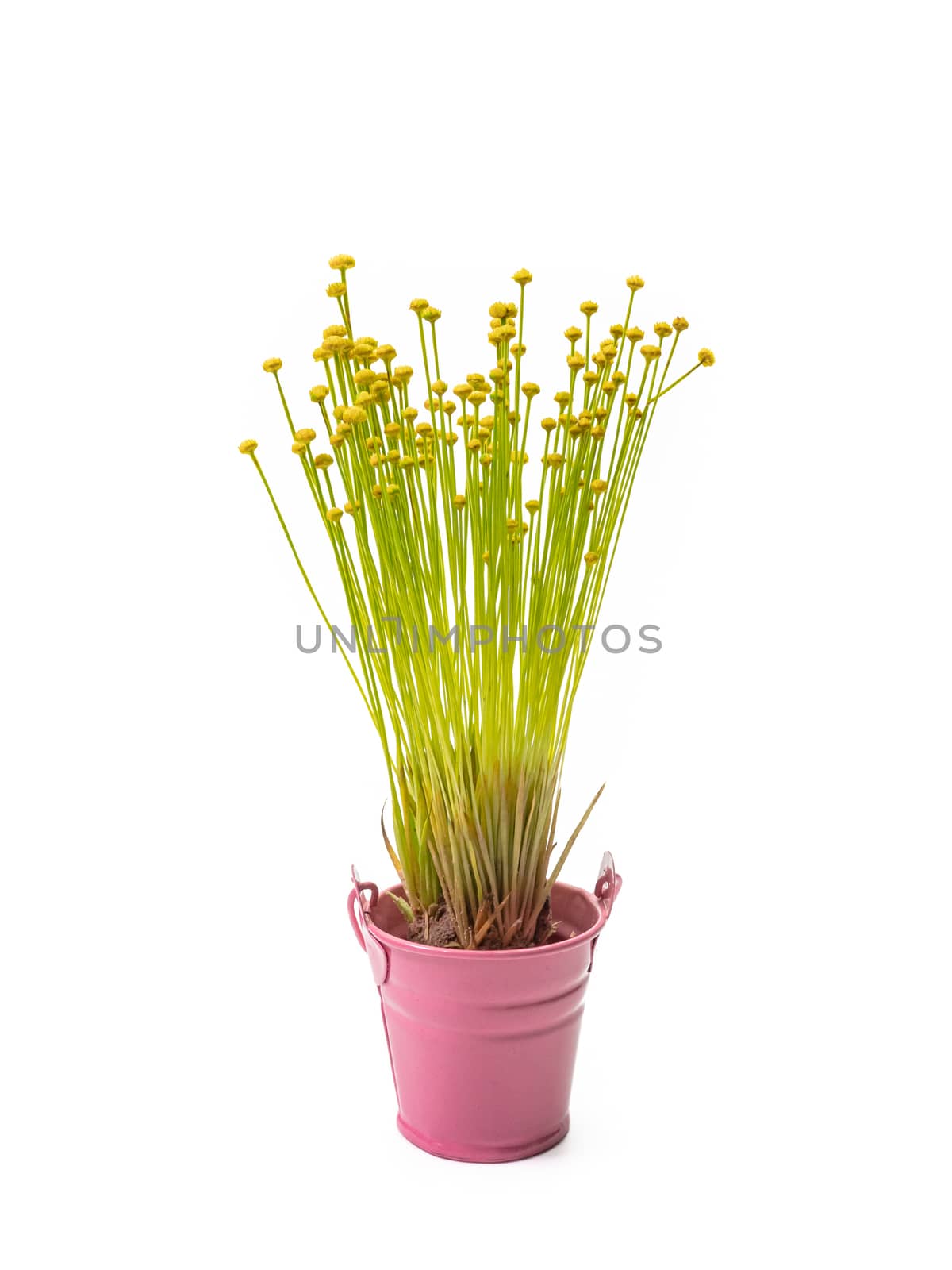 The Lachnocaulon bog button flower plant (La Ong Dao) in small pink pot. by phasuthorn