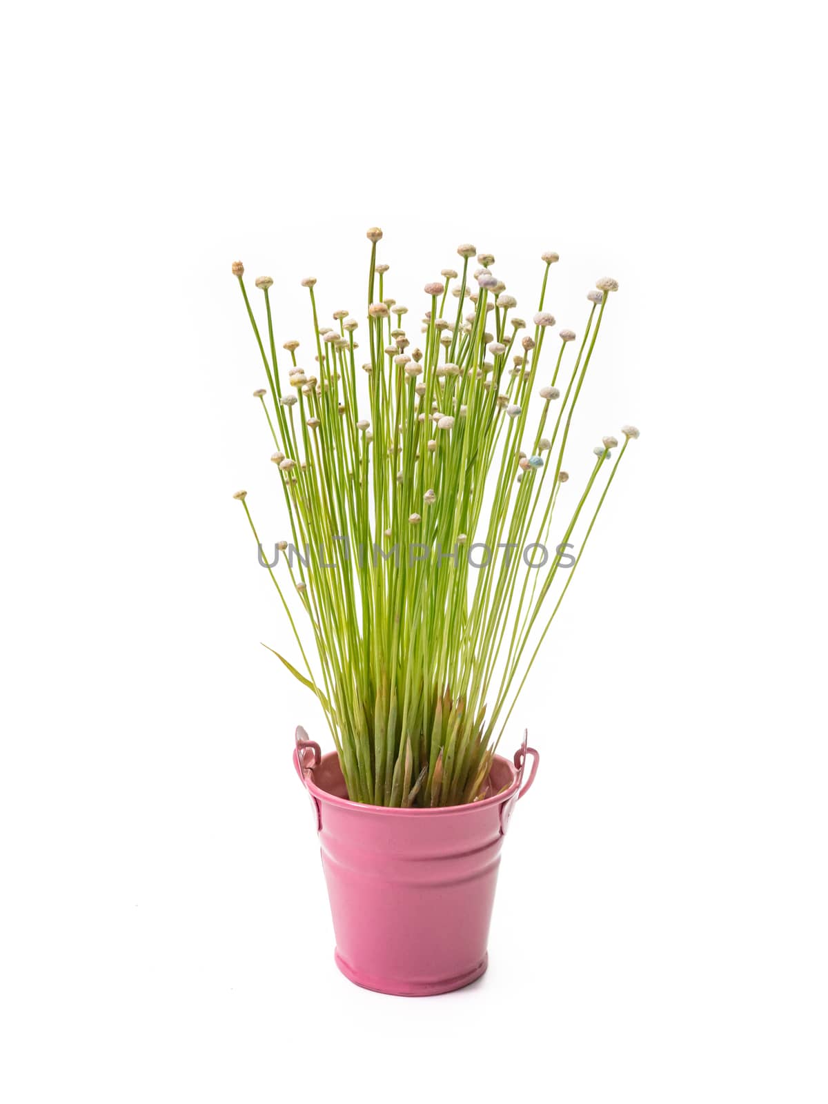 The Lachnocaulon bog button flower plant (La Ong Dao) in small pink pot on white background.