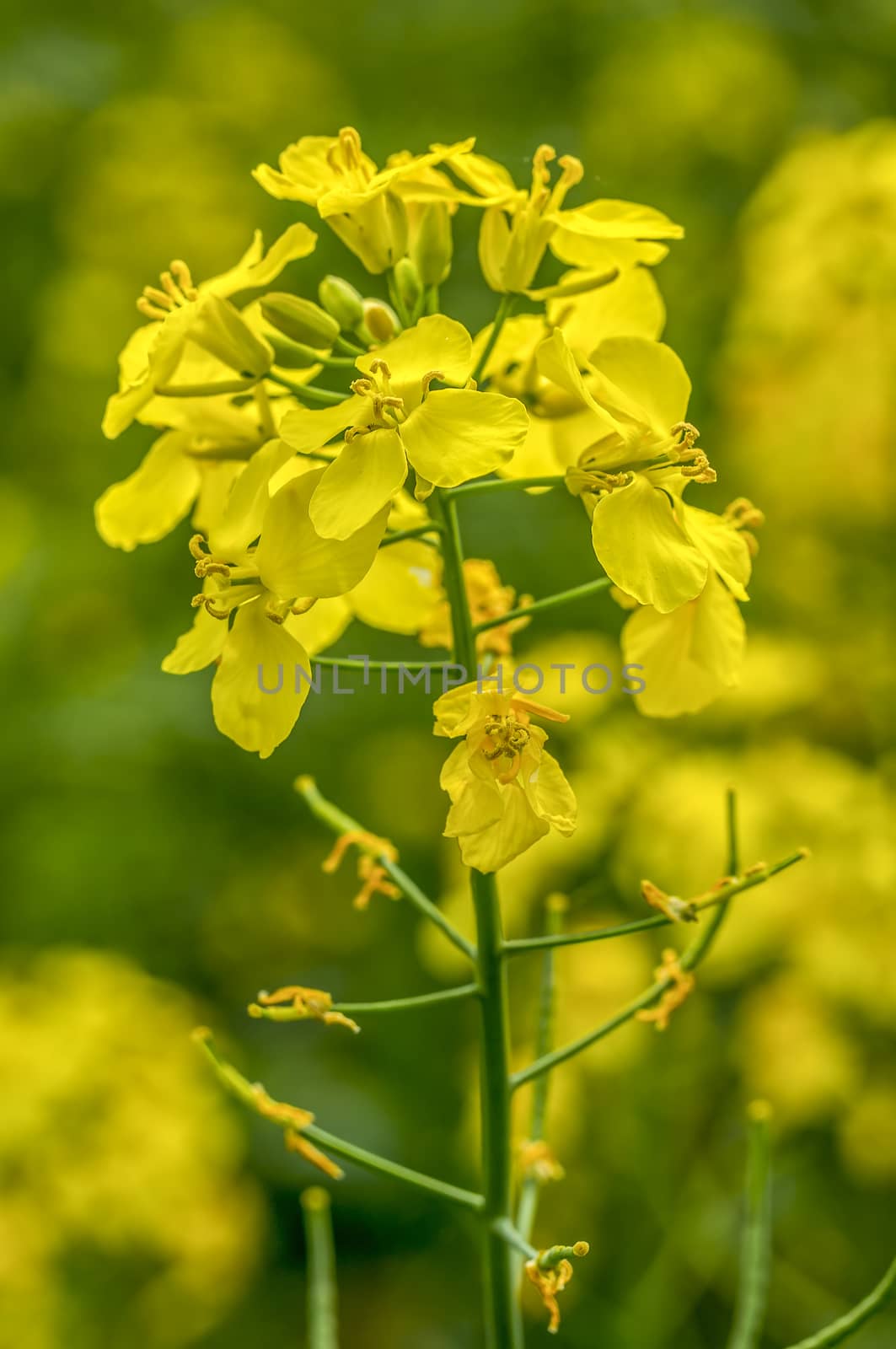 rape blossom branch in the season garden