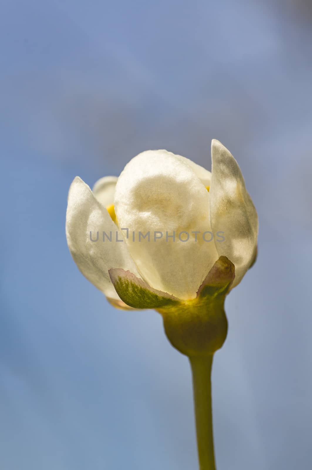 spring mirabelle blossom in april