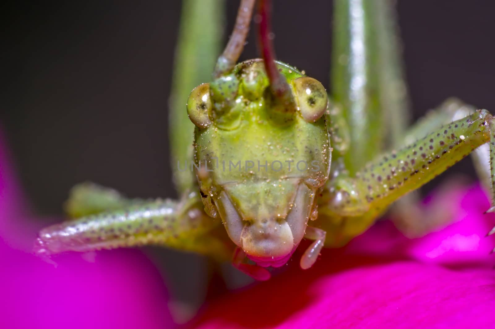 Grasshopper on green leaf in the season garden