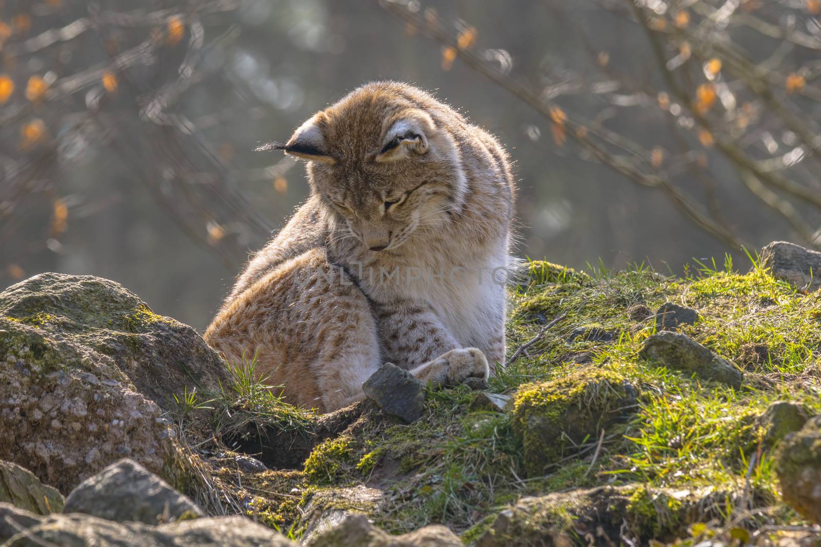 cute young lynx in the colorful wilderness forest