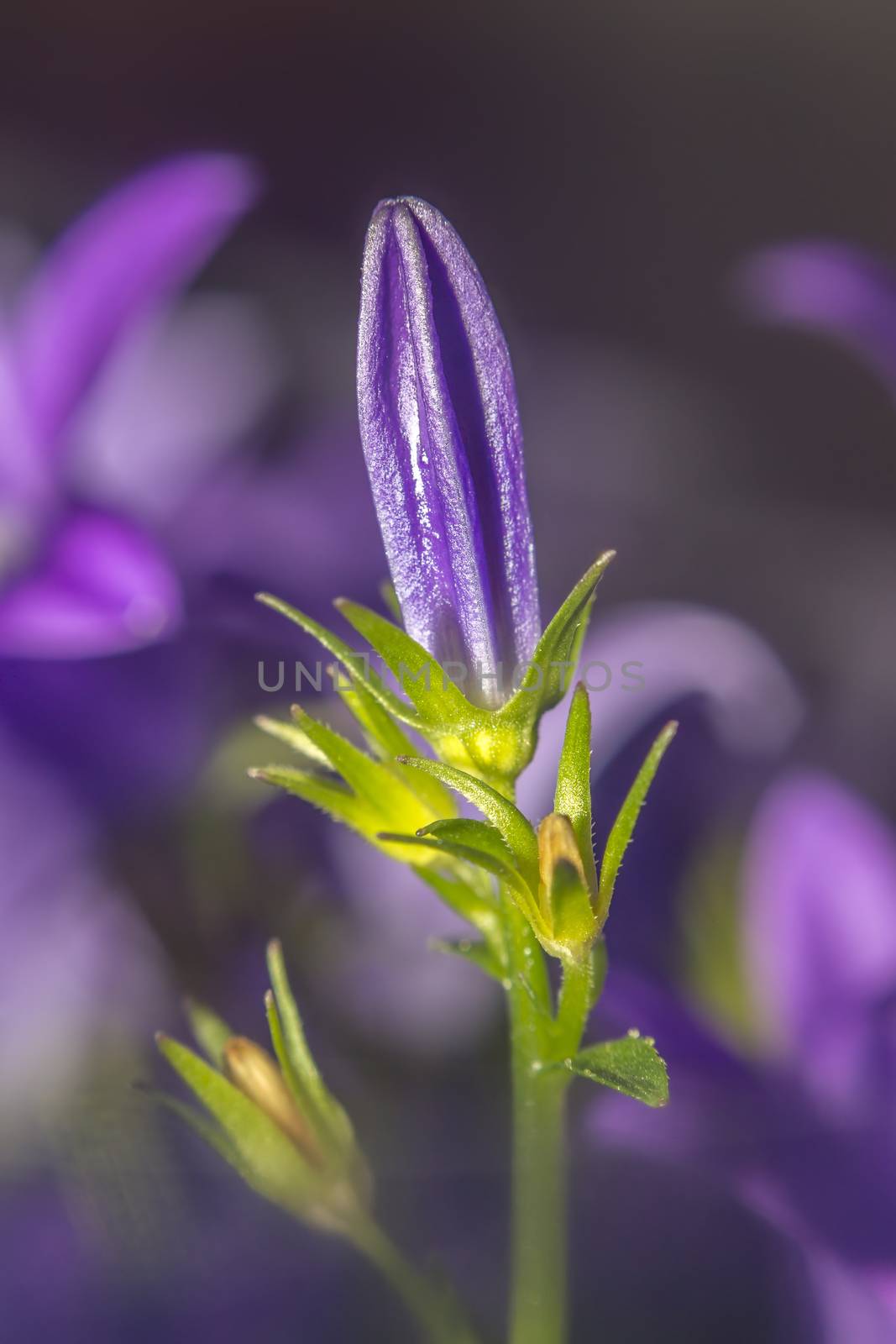 purple violet easter flower spring blossom in my garden