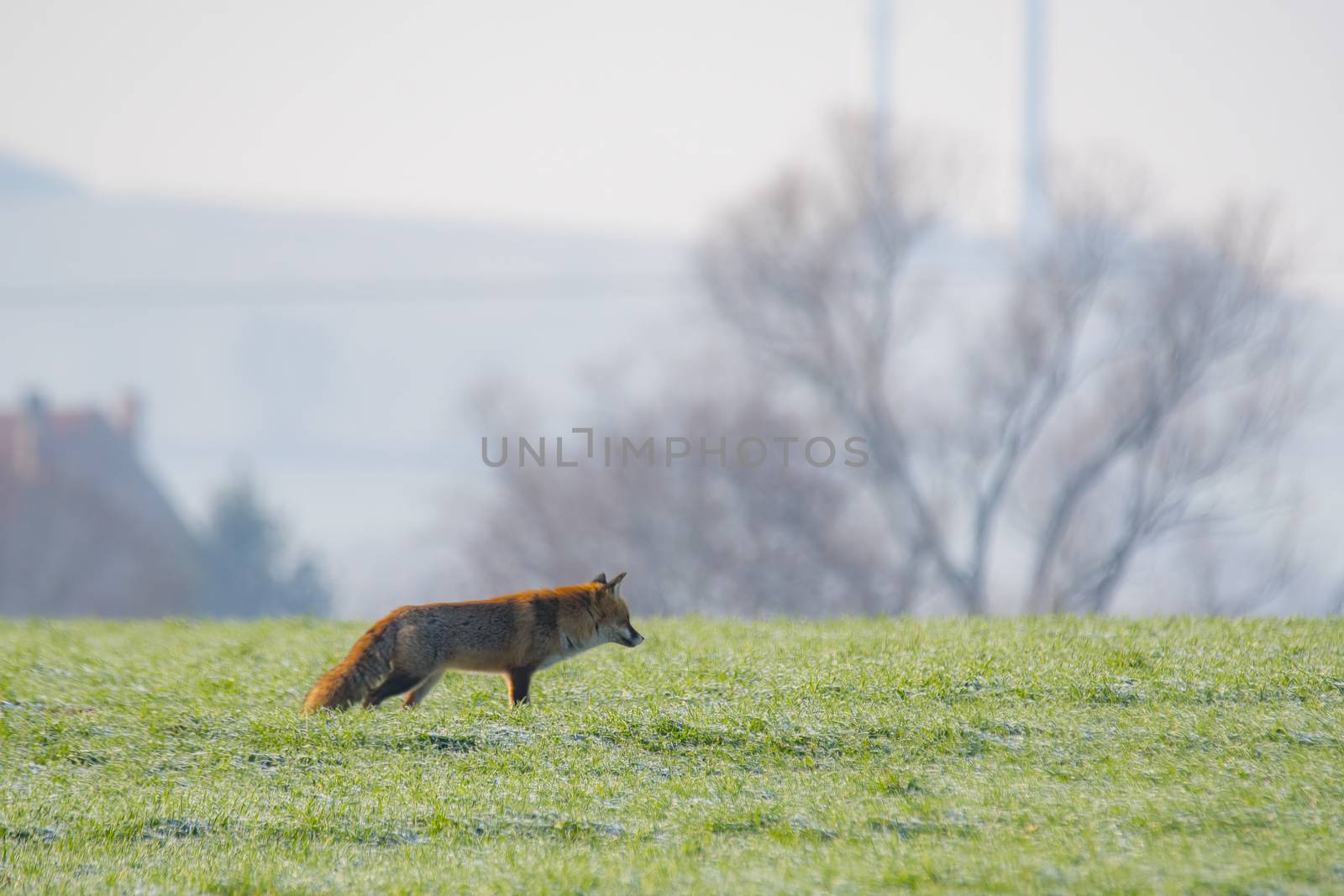 young fox at a fox cave
