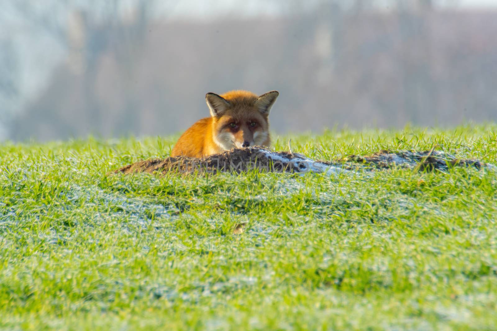 young fox at a fox cave