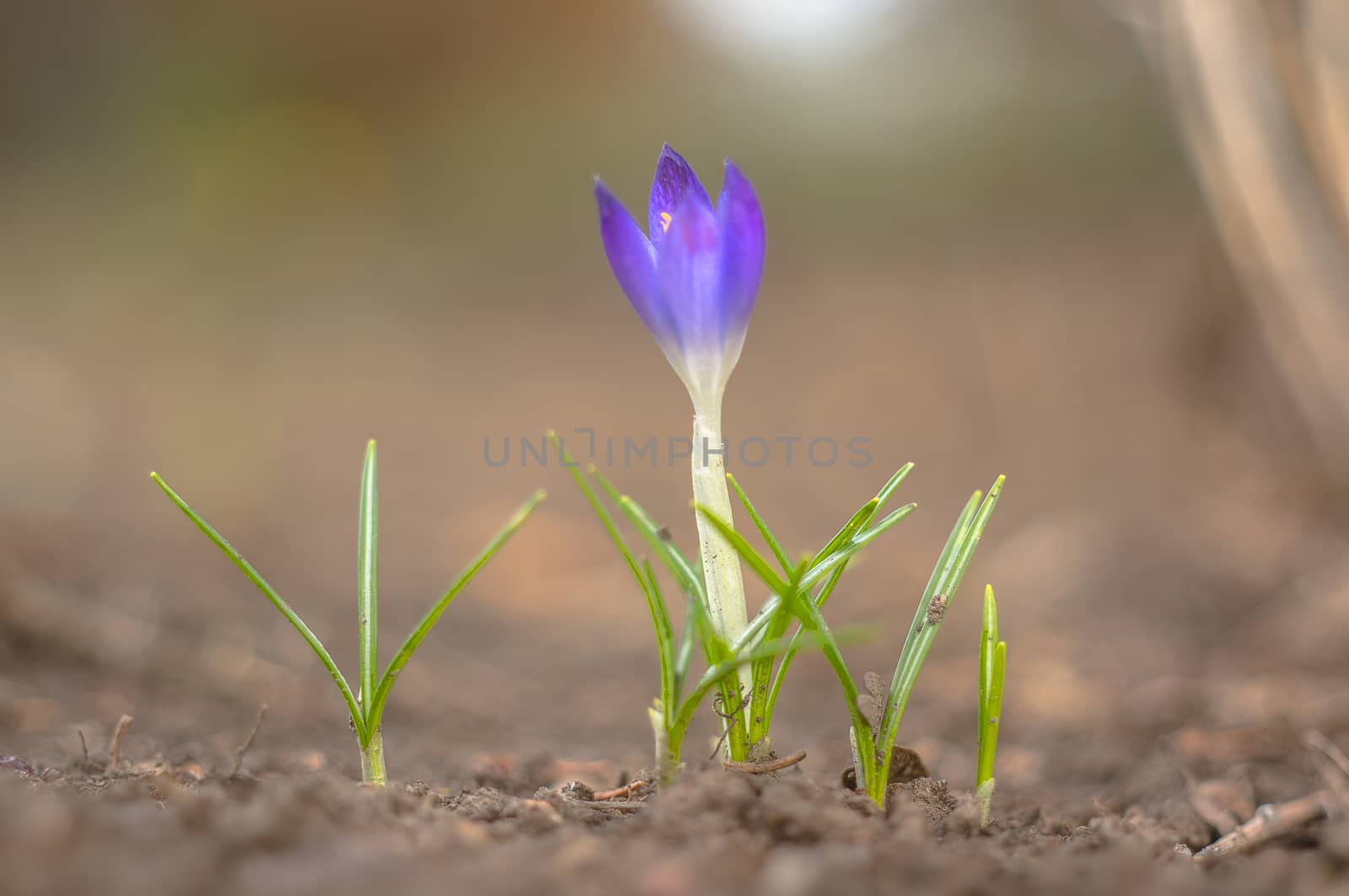 yellow blue white crocus in spring easter season garden
