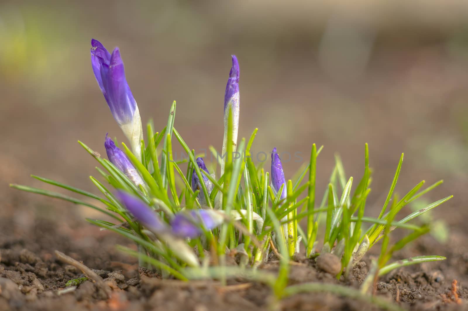 yellow blue white crocus in spring easter season garden