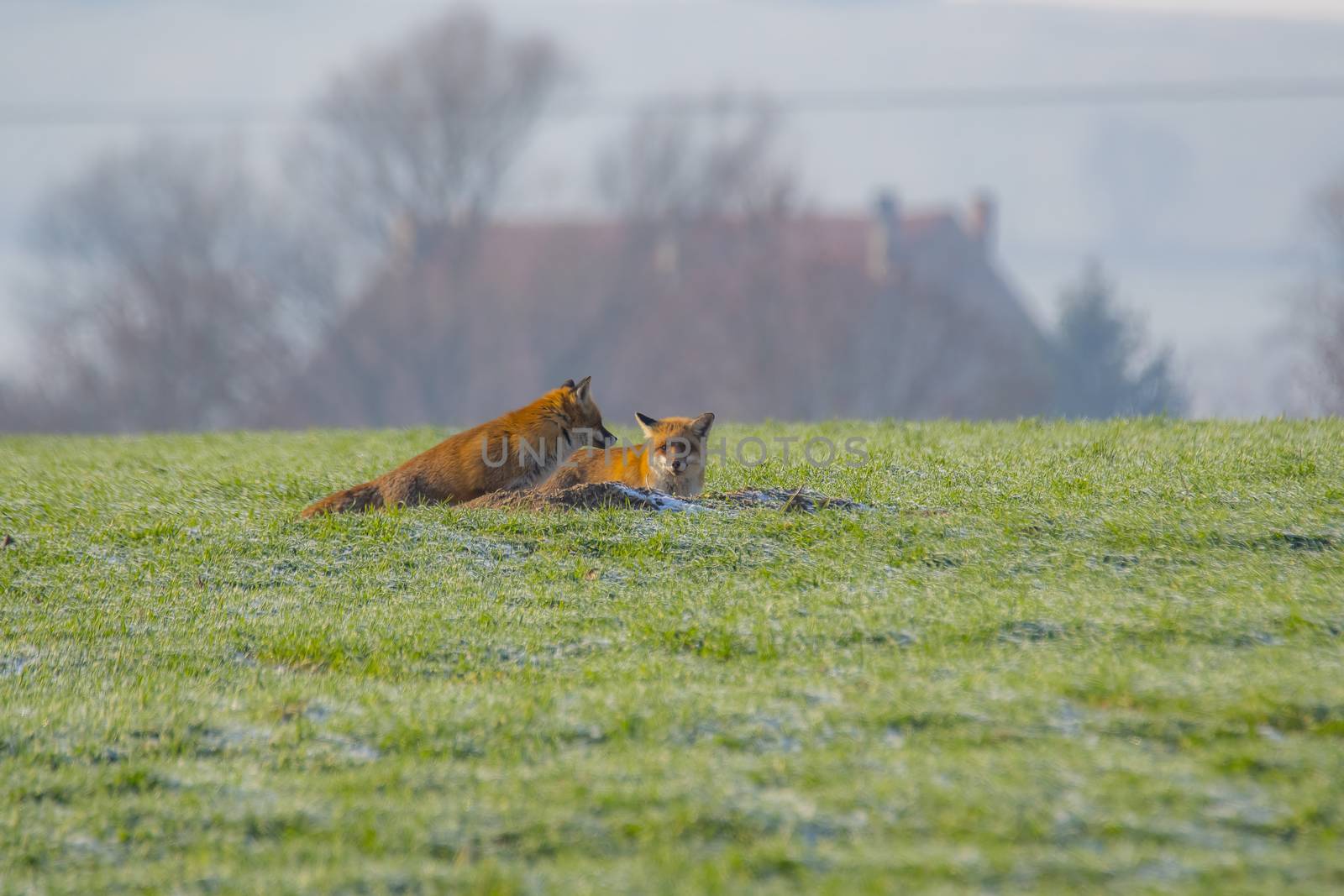 young fox couple at a fox cave