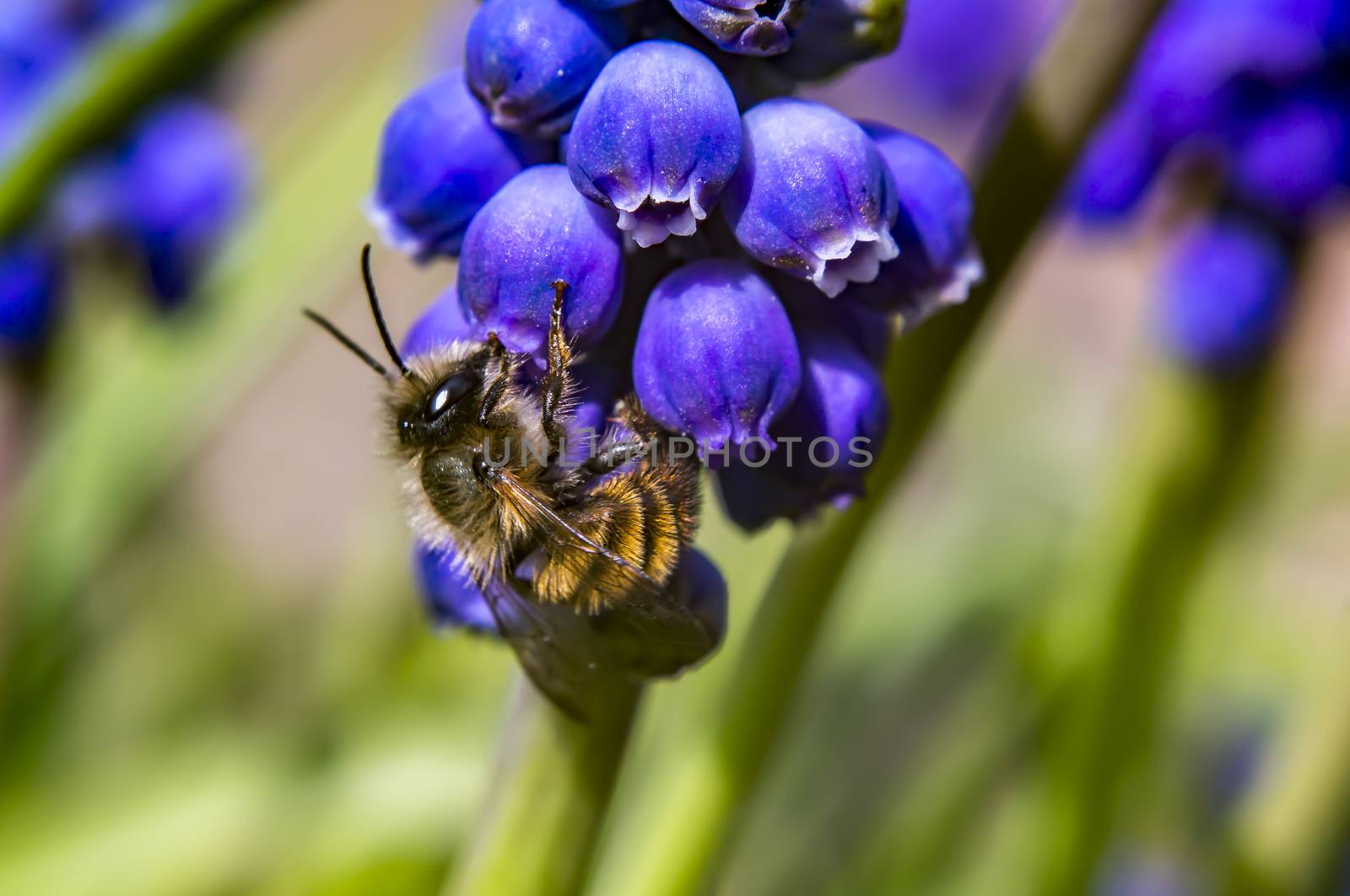 wild bee and hyacinthe in spring season