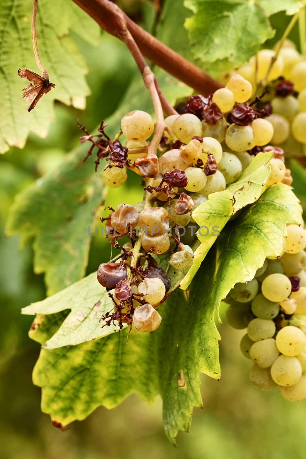 A bunch of yellow grapes ,some  grapes are ripe others  dry , yellow-green leaves 