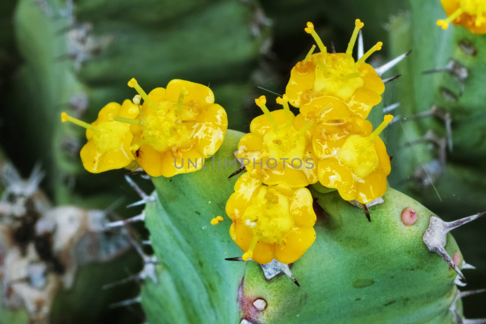 Beautiful yellow flowers on a green cactus ,small and delicate flowers on a spiky plant