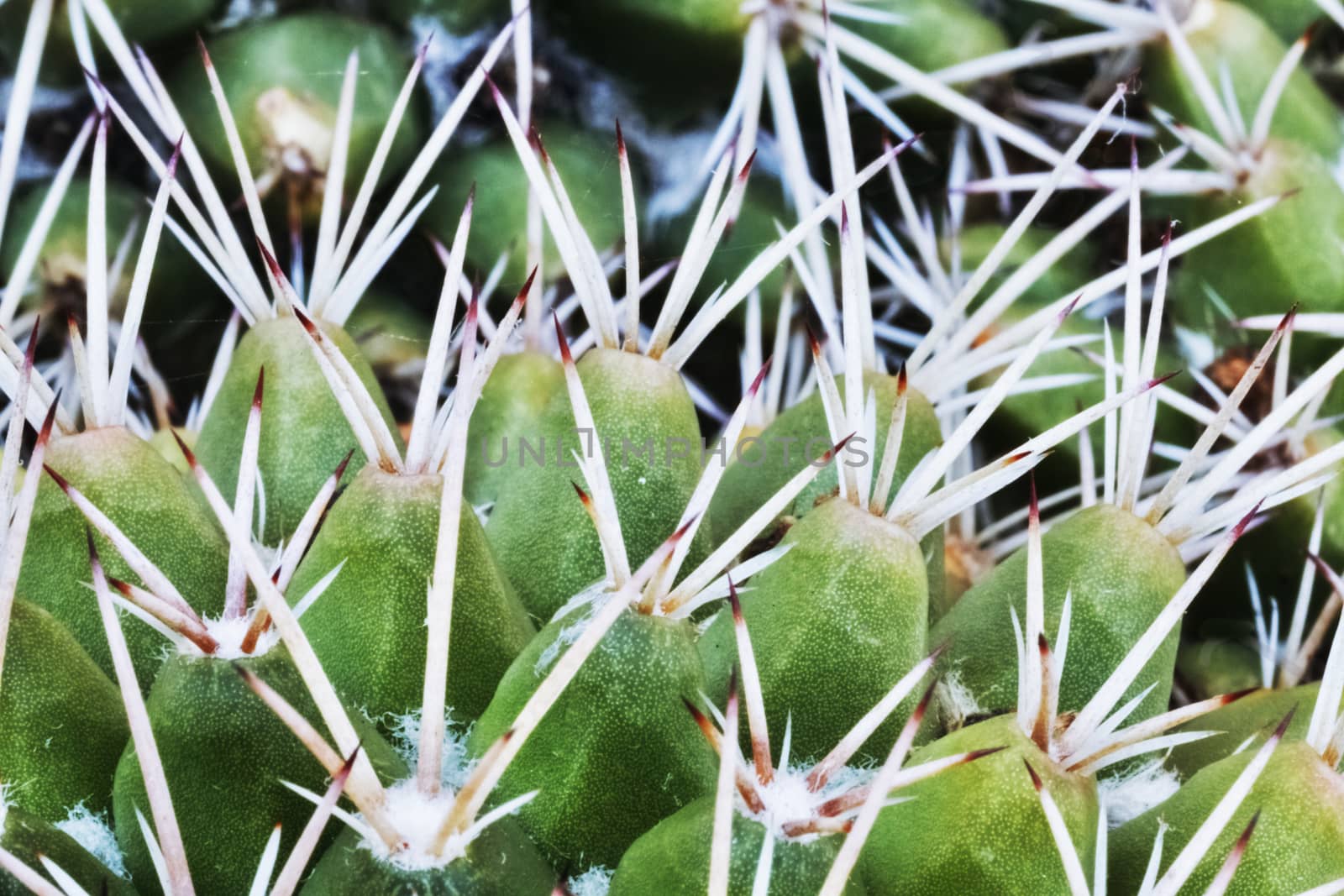 Beautiful succulent plant detail , green plant with white short thorns 