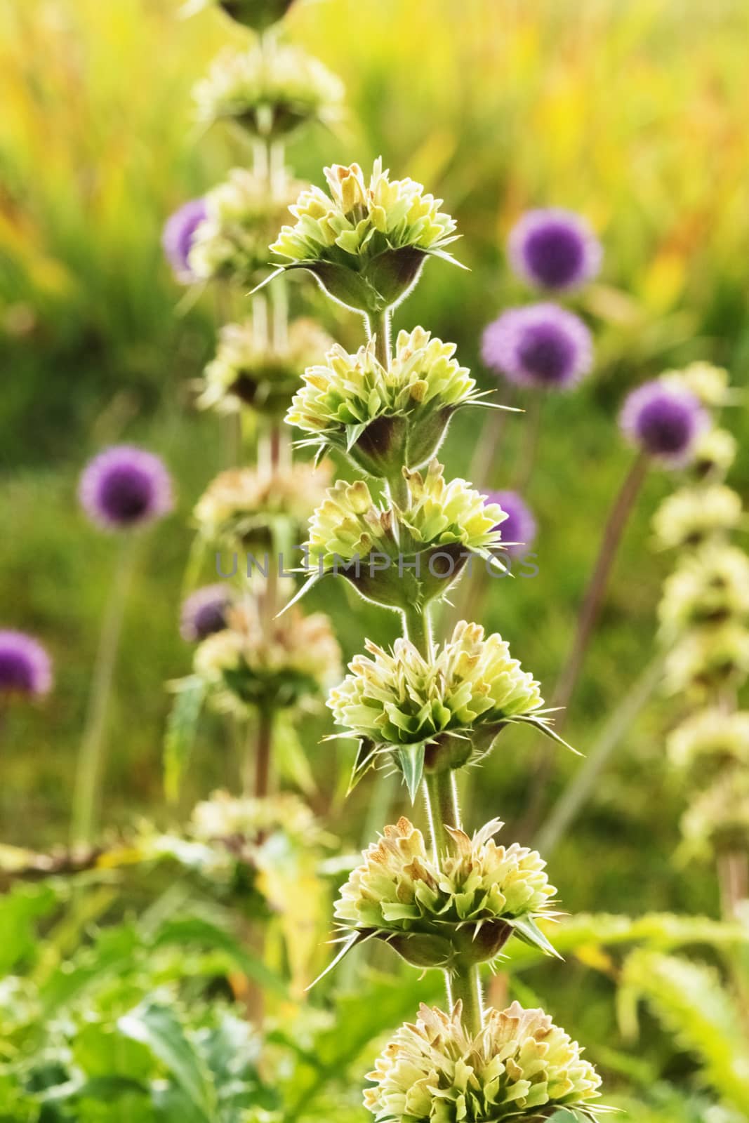 A bright morina longifolia (whorlflower ) flower , a thin stem with small  flowers , beautiful purple flowers in the background   ,vertical composition ,