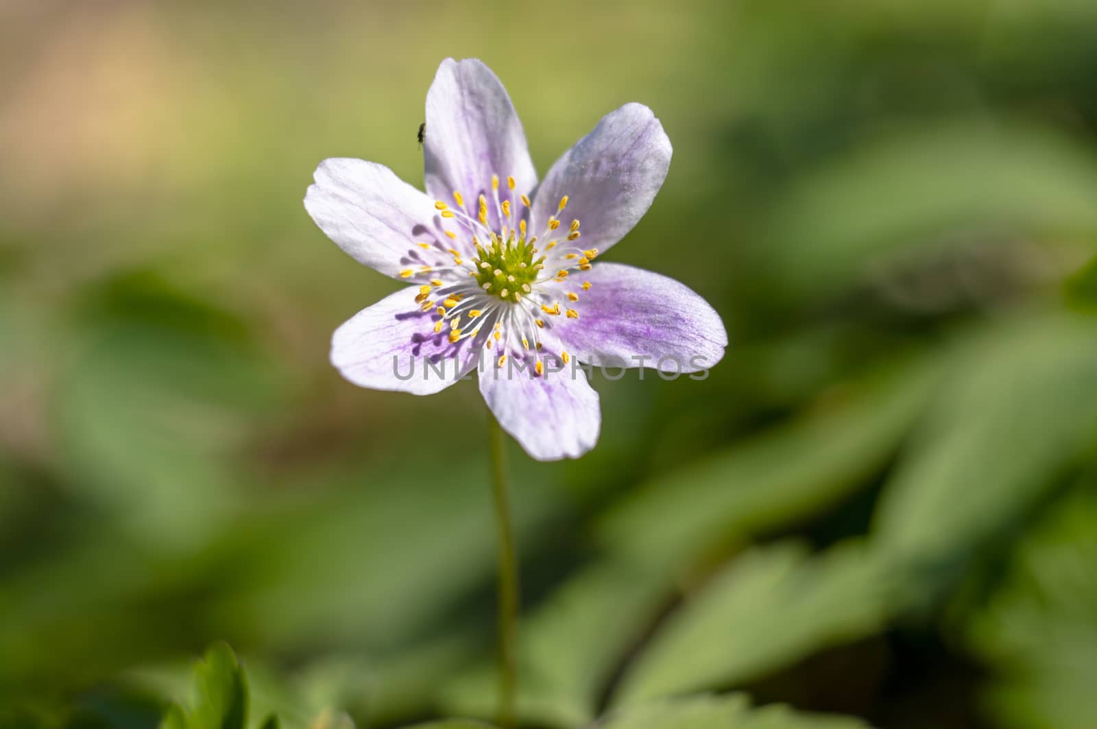 grove wind flower in the green season forest