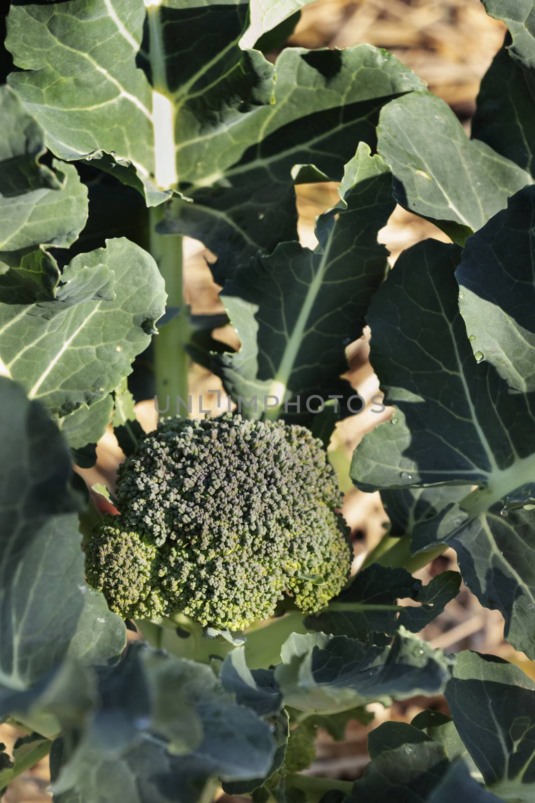 Beautiful plant of broccoli in a vegetarian garden , bright green leaves surround the broccoli flower head , light and shadows on the plant