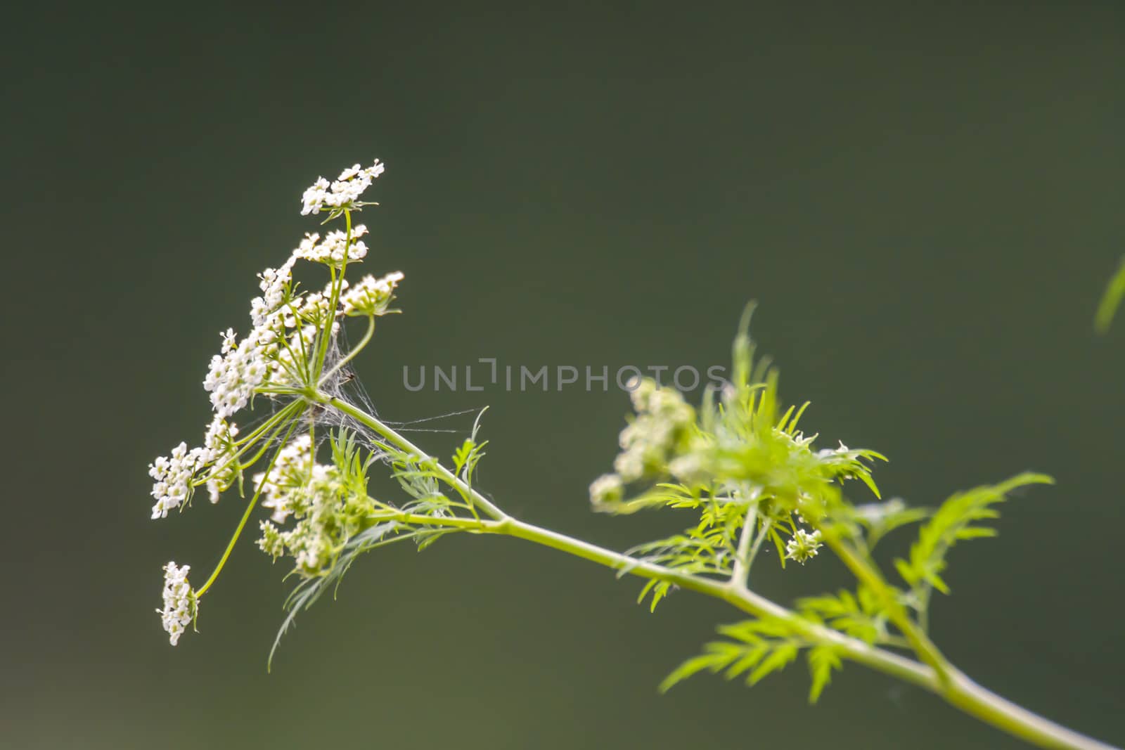 Herbs on the green summer meadow