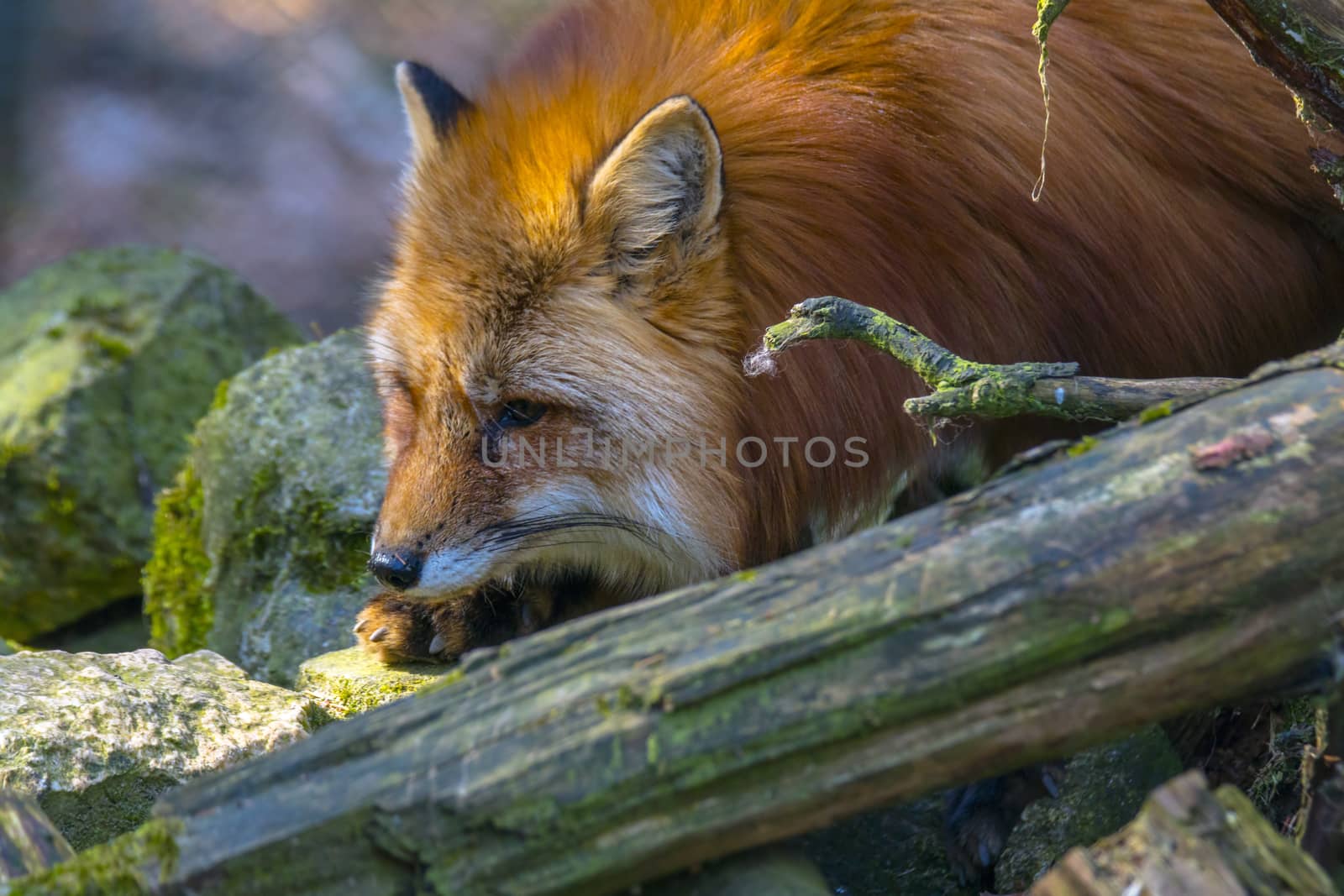 red fox hunting season in summer light
