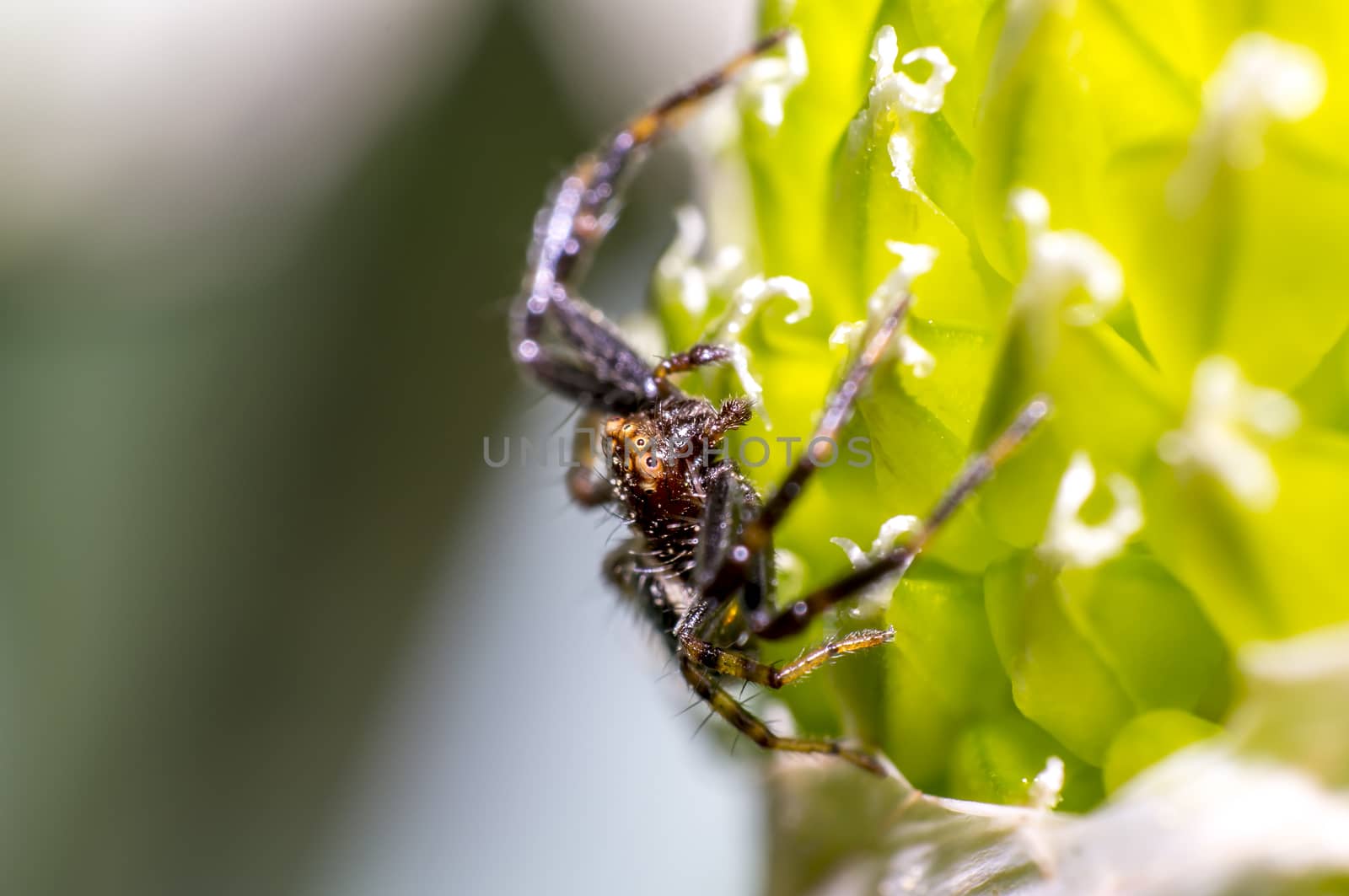 small crab spider on onion flowers in the season garden