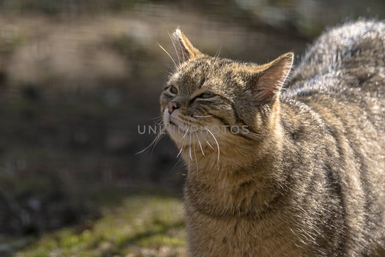 wild cat in the green season leaf forest