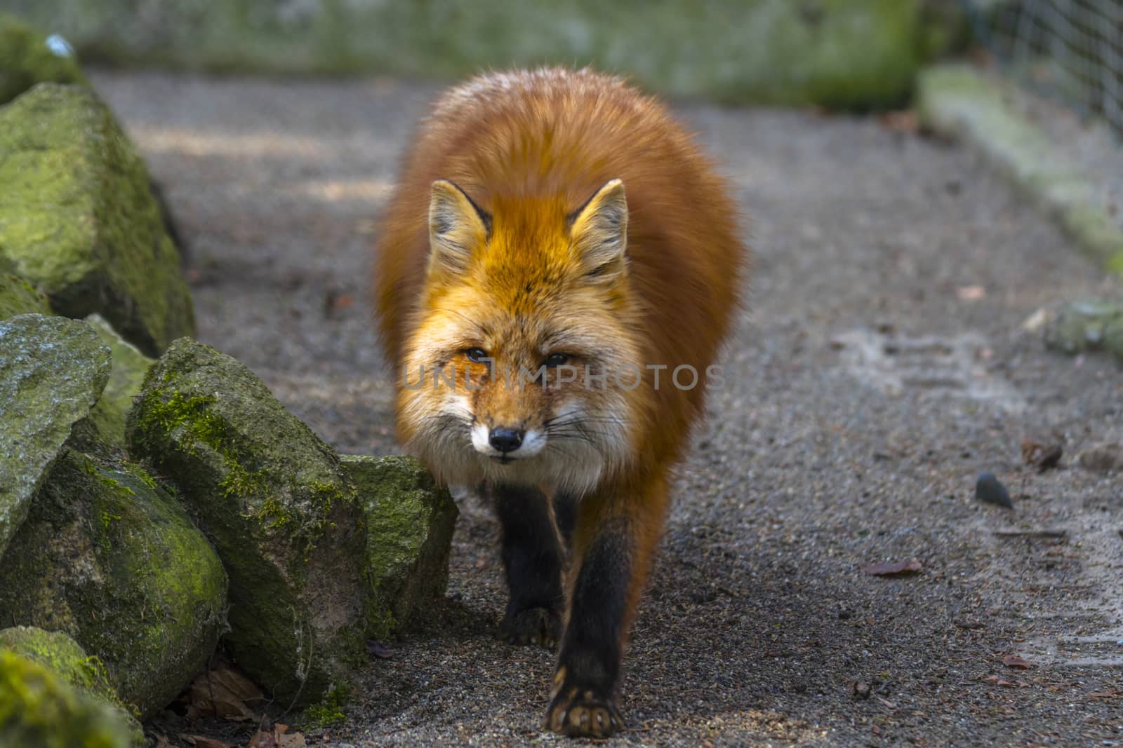 red fox hunting season in summer light