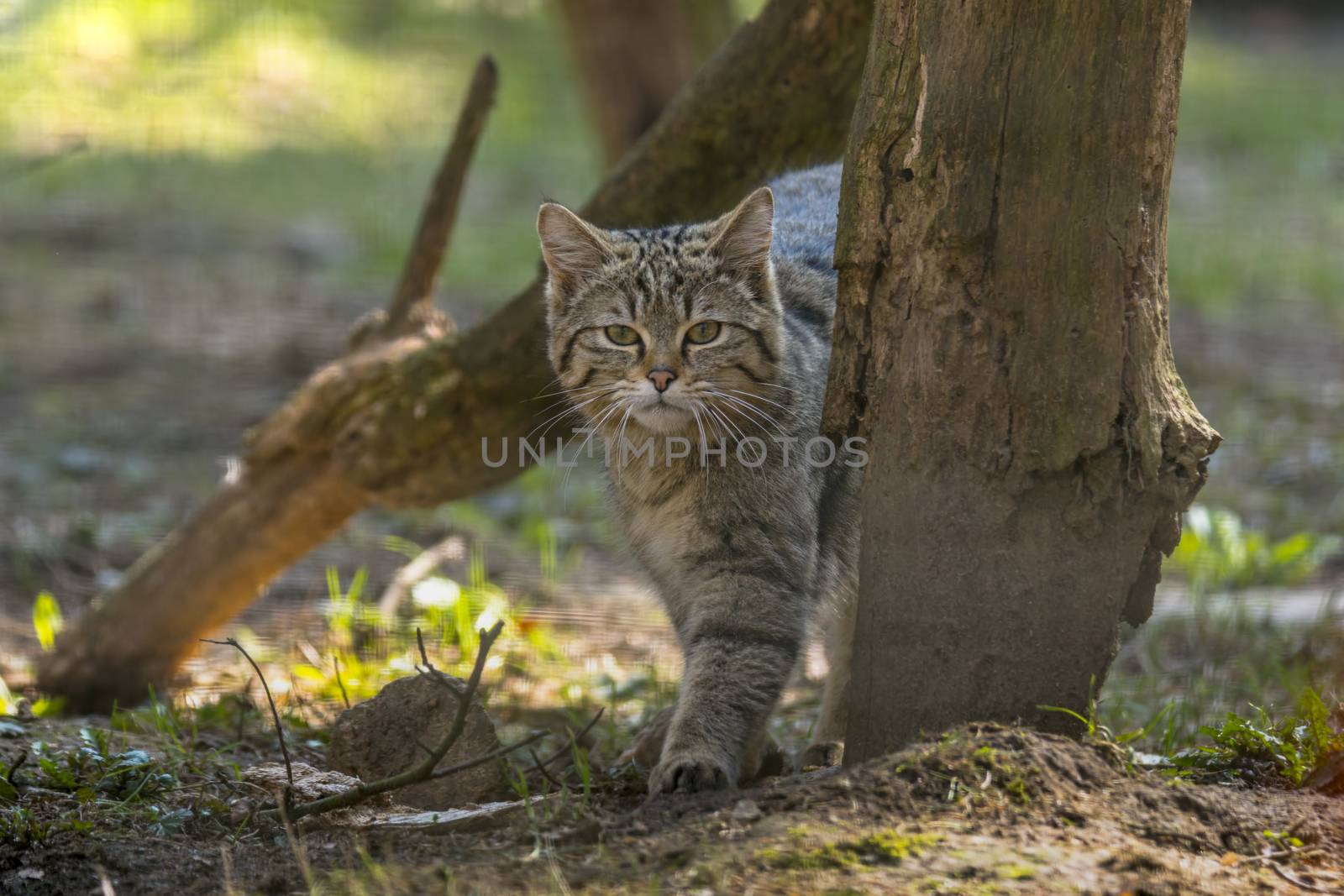 wild cat in the green season leaf forest