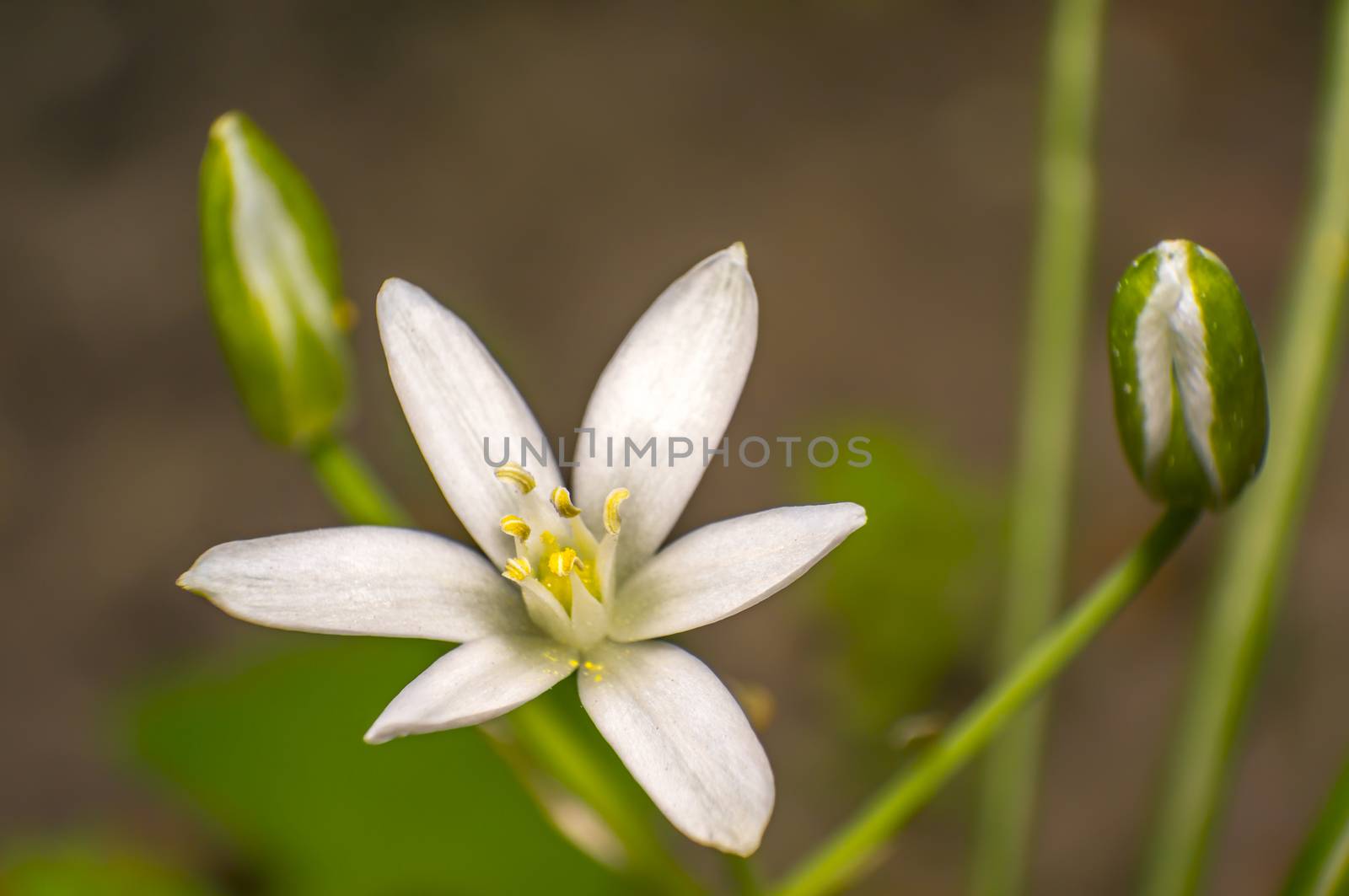 white flowering in the green season garden